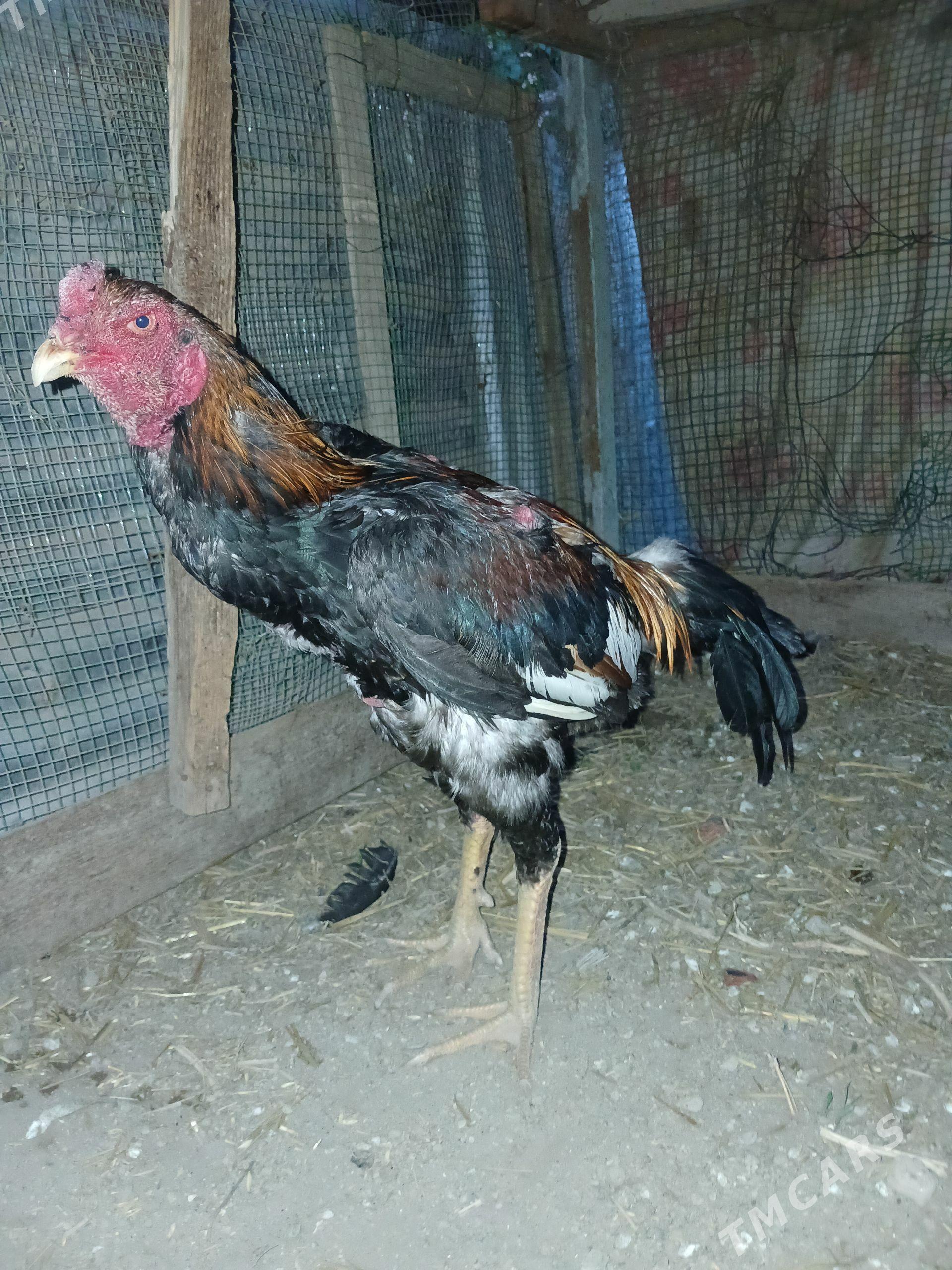 horaz - Чарджоу - img 1