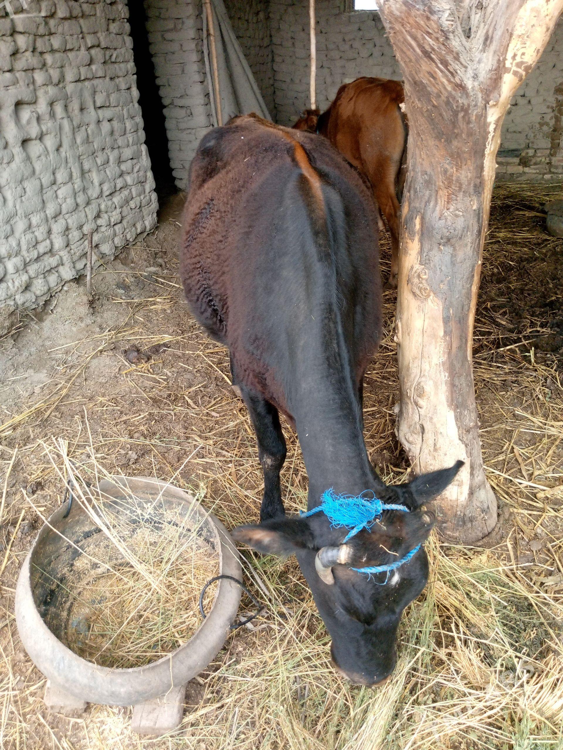 Baky Sygyr - Gurbansoltan Eje - img 1