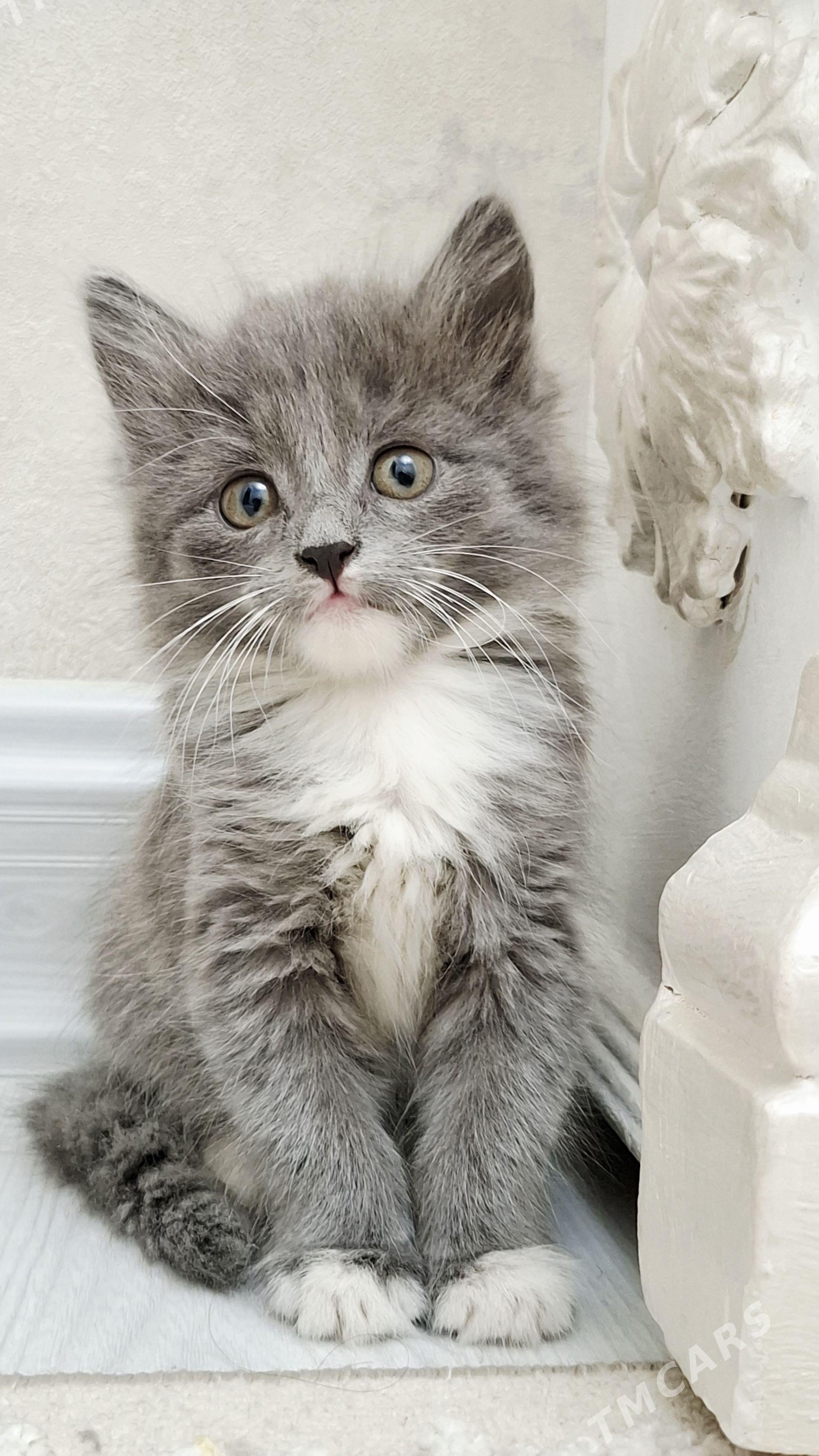 pisik котенок - Ашхабад - img 1