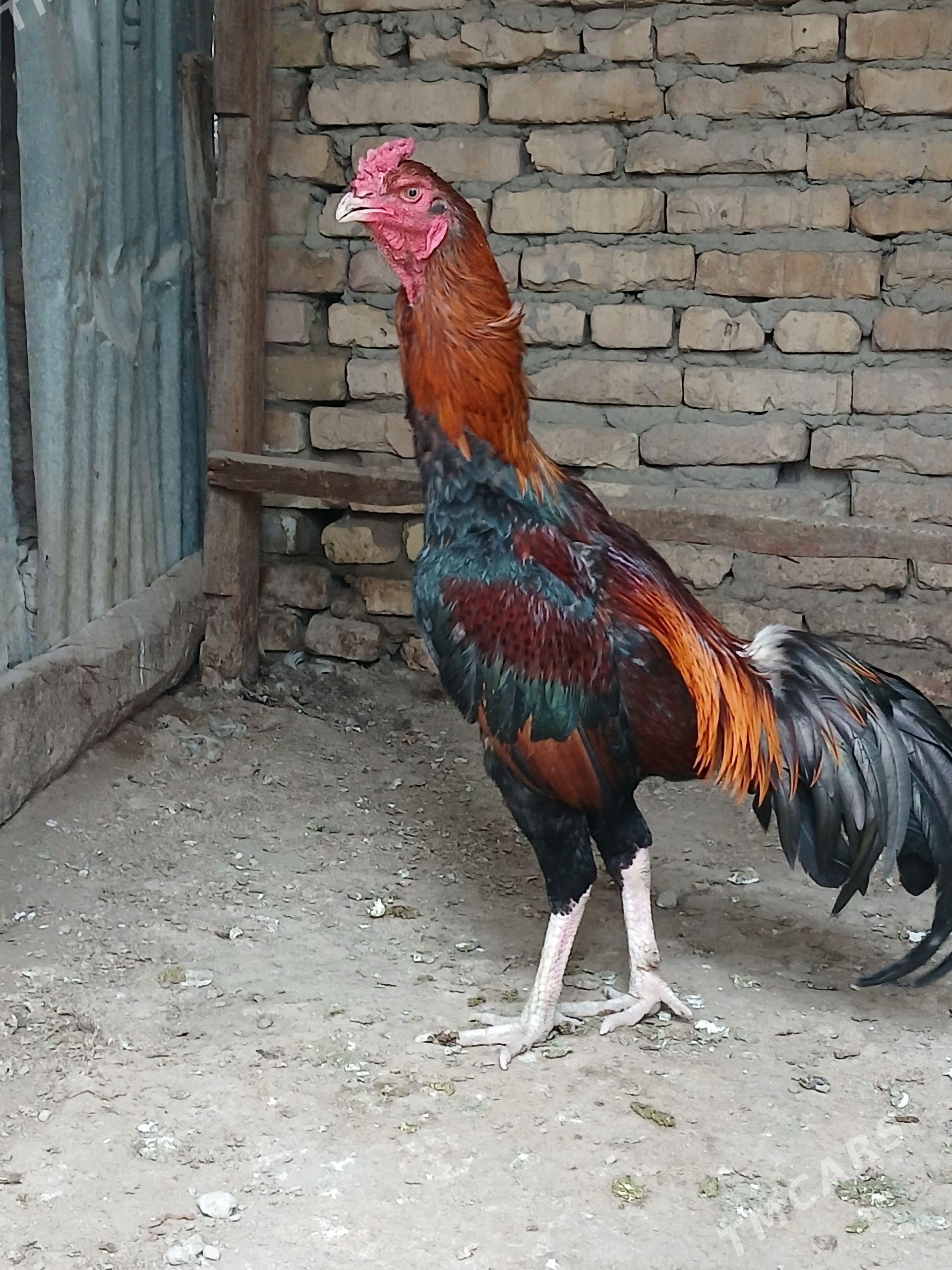 baysok - Чарджоу - img 1