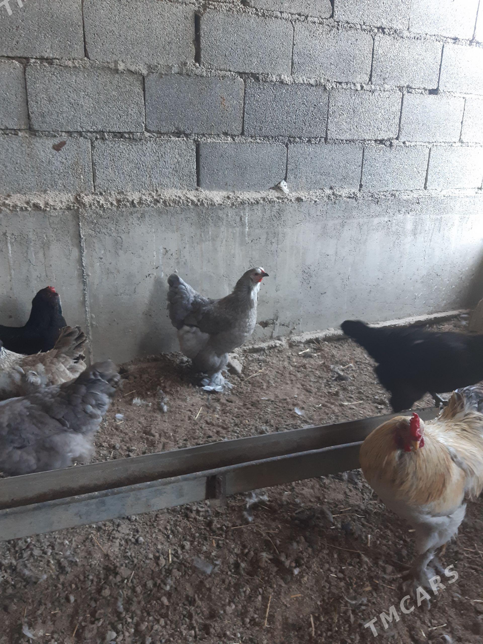 Brama galgar Towuklar - Bäherden - img 1