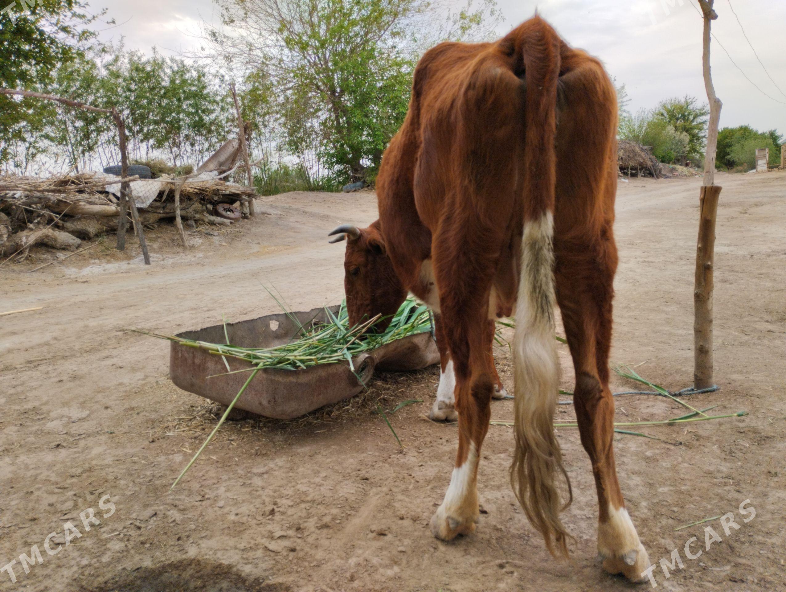 boğaz sygyr - Baýramaly - img 1
