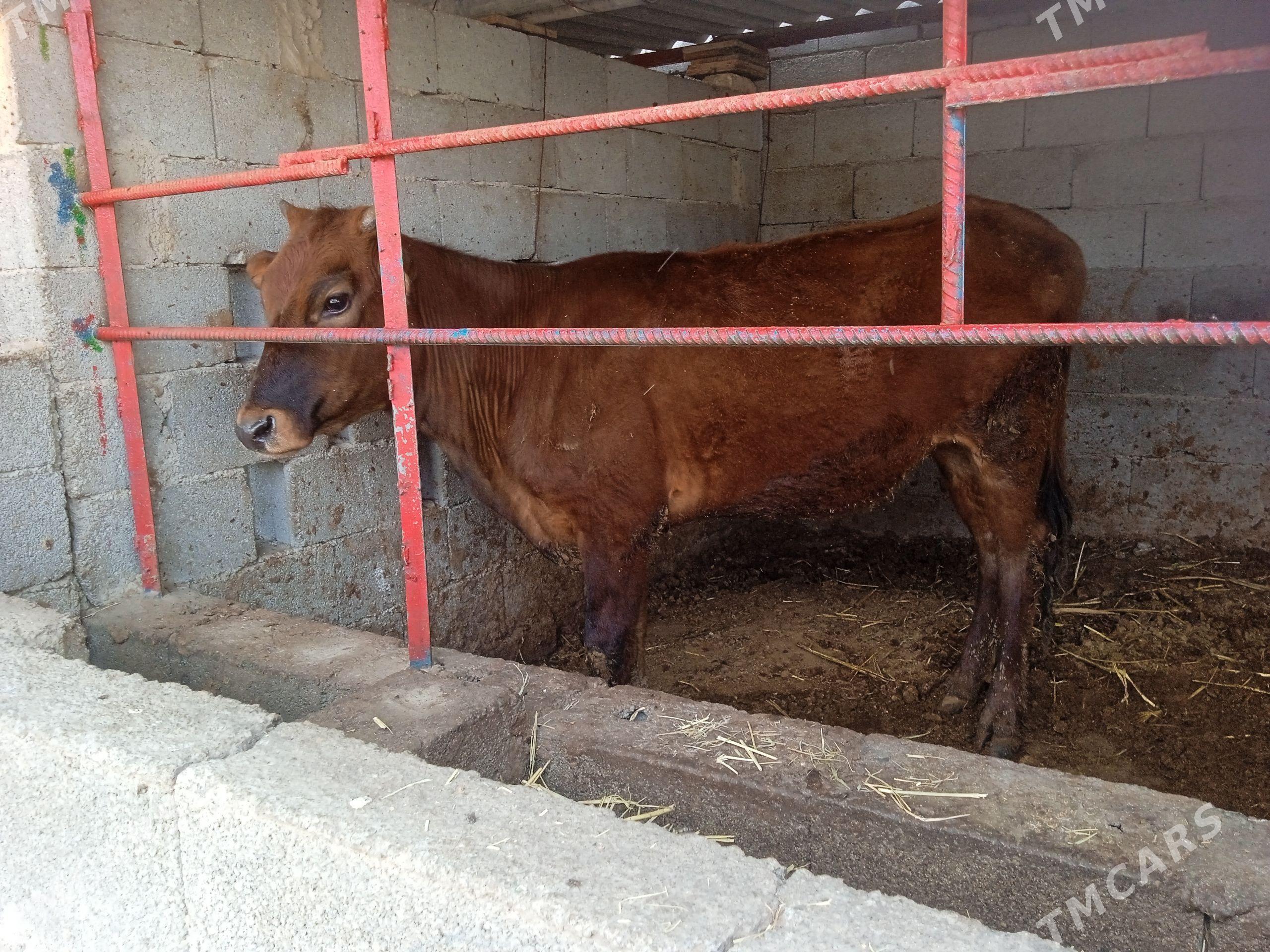 tüwe tuwe - Кипджак - img 1