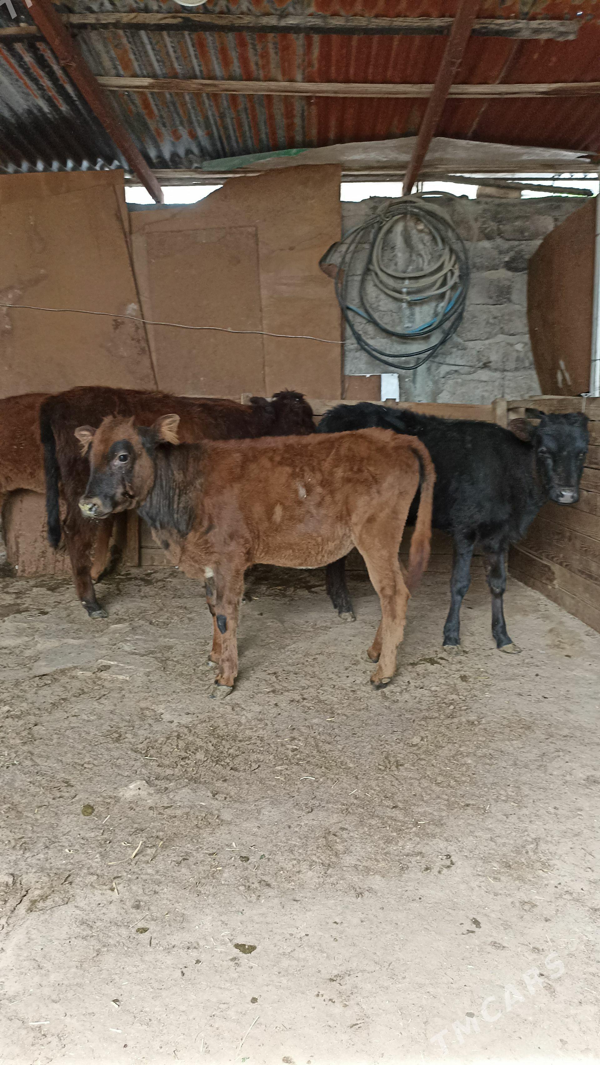 tüveler - Aşgabat - img 1