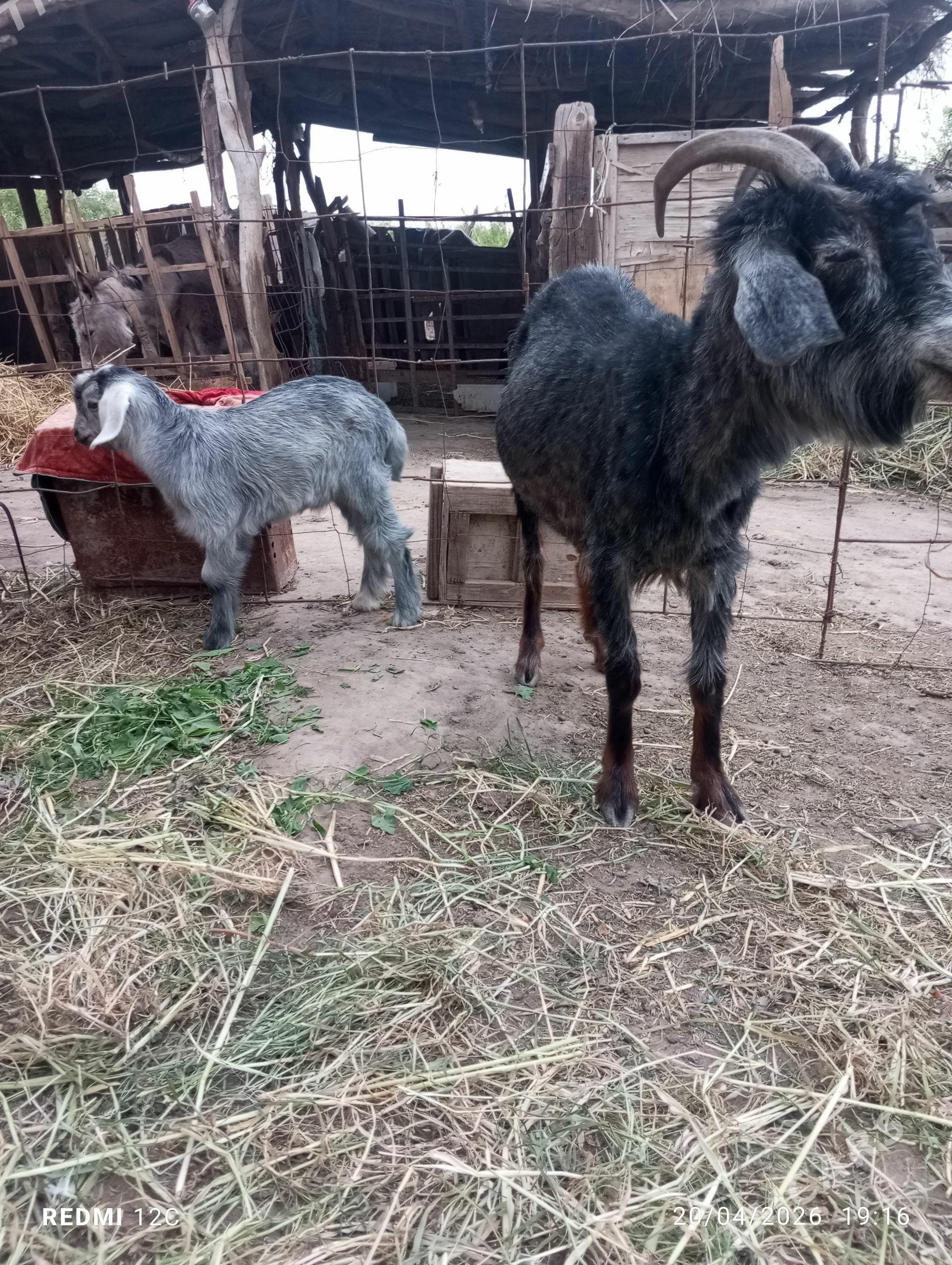 Owlakly geçi - Фарап - img 1