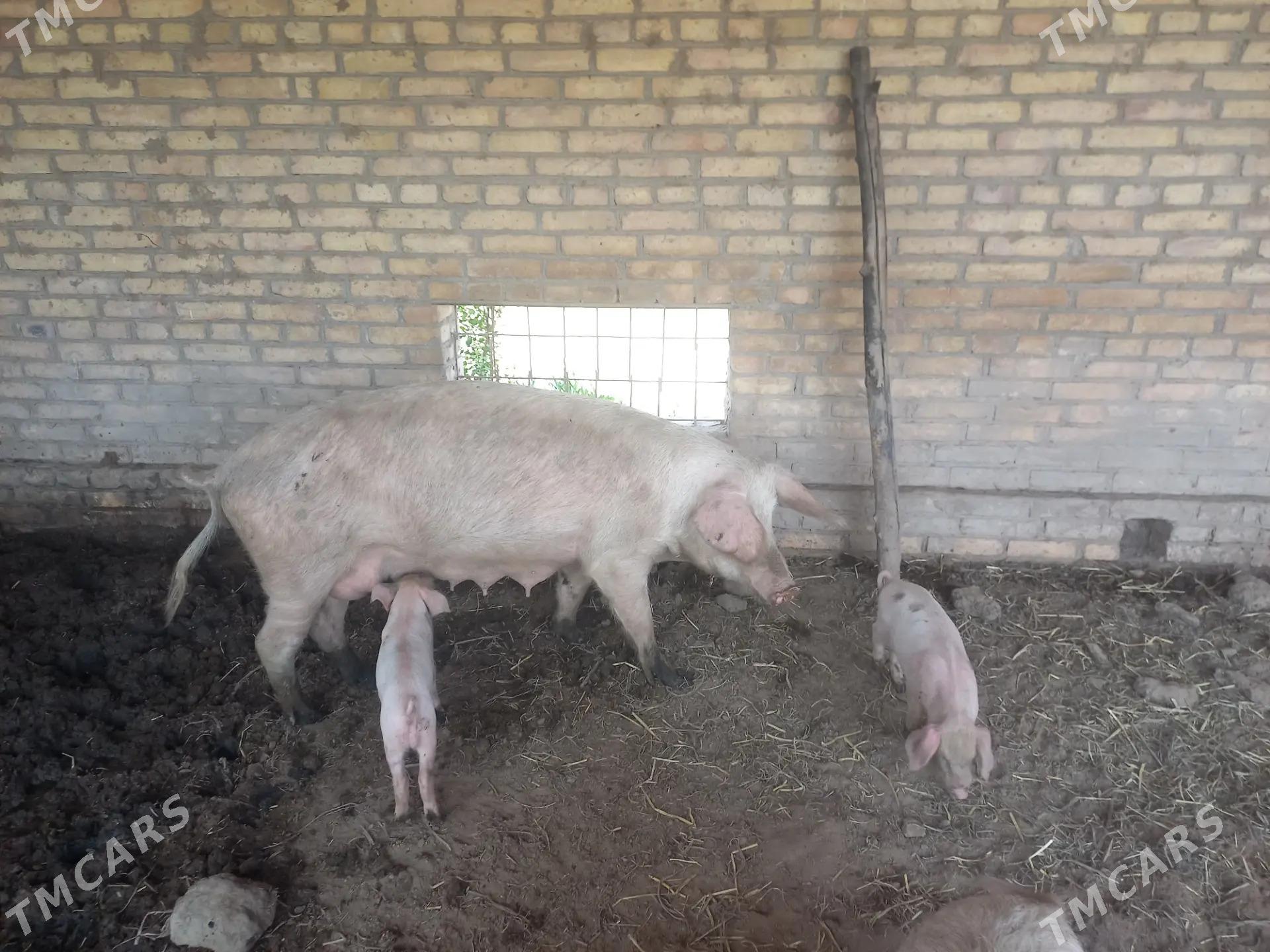 Donuz - Халач - img 1