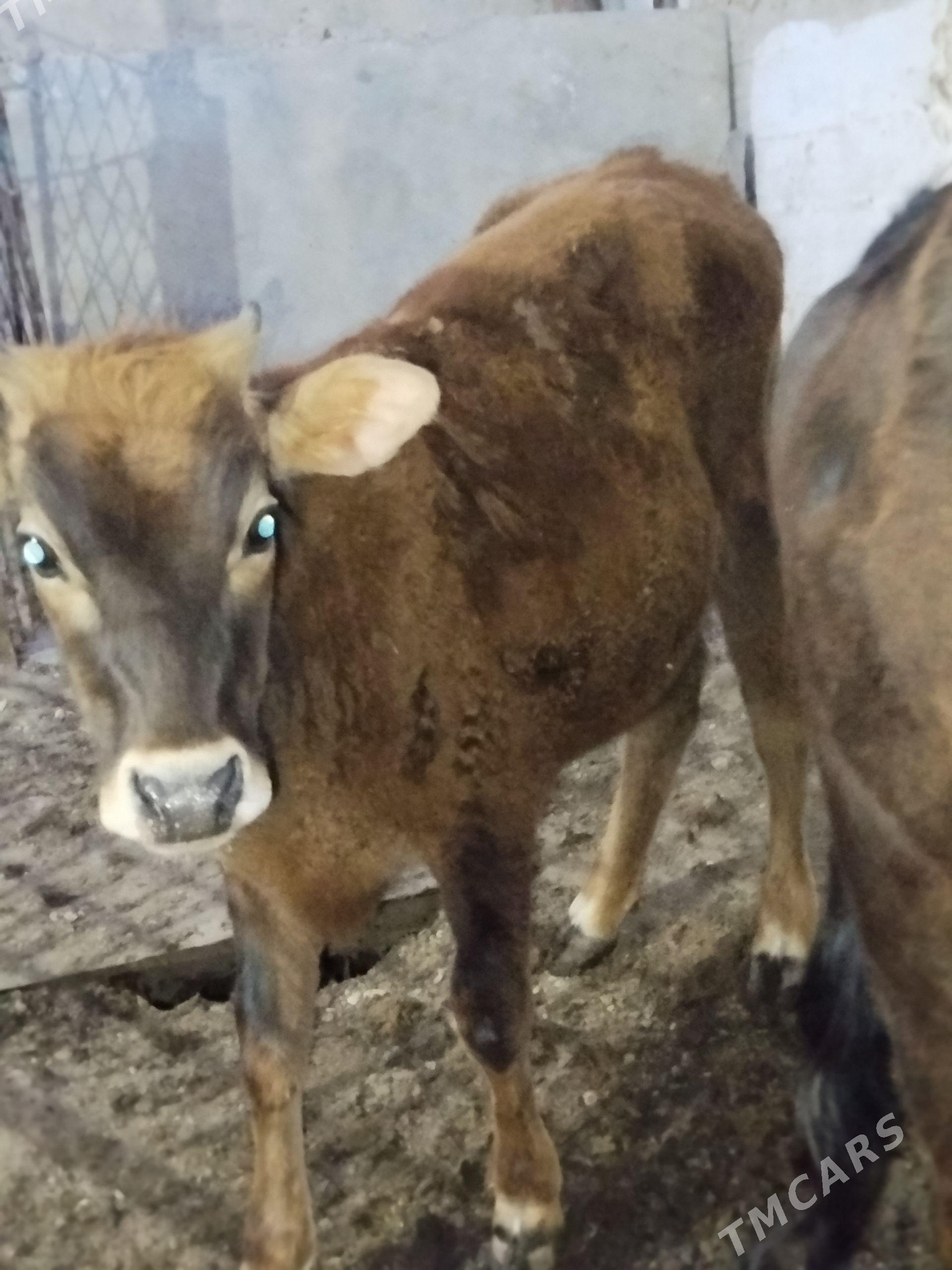 Gacar - Balkanabat - img 1