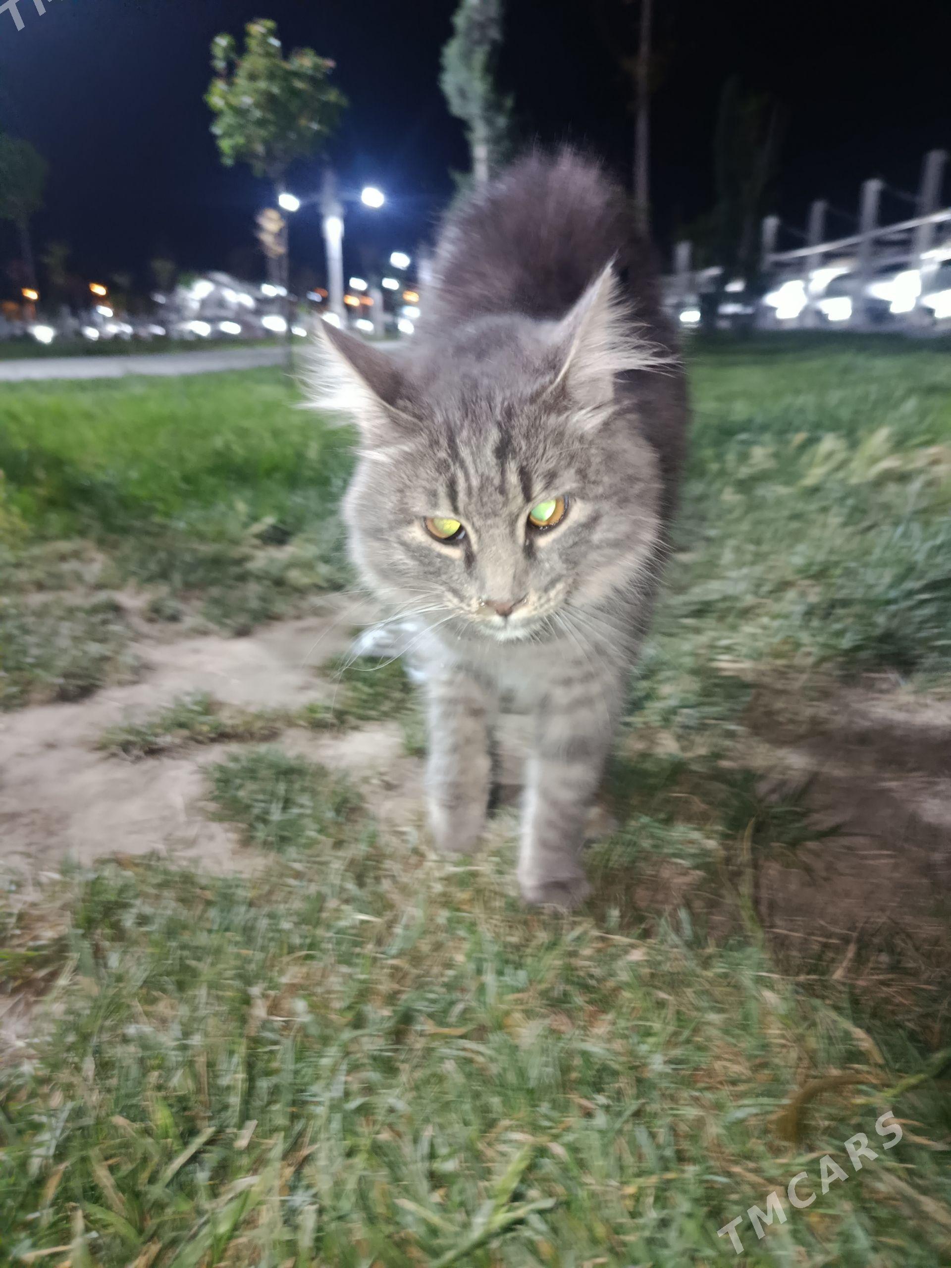 кошка чья потеряшкакошка чья - Ашхабад - img 1