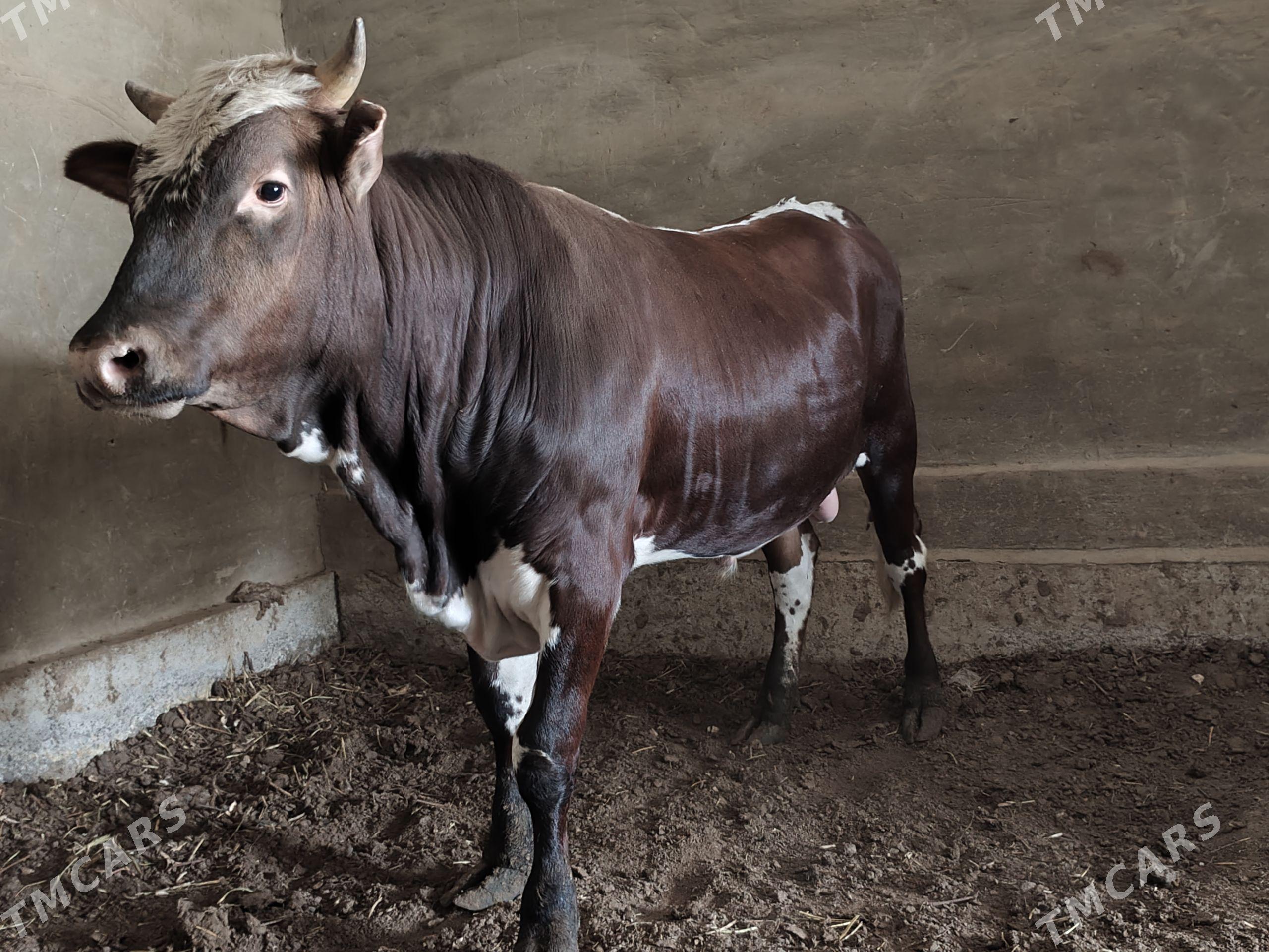 Bakylan ökuz - Сакарчага - img 1