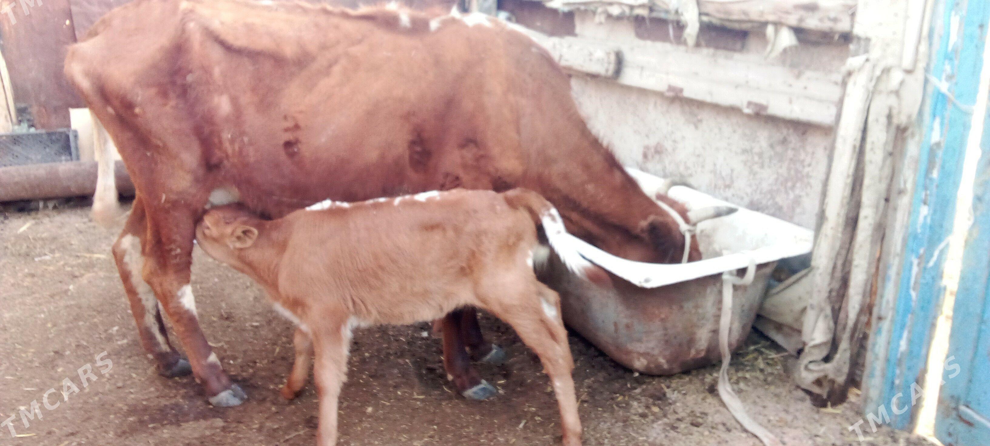 göleli sygyr - Джебел - img 1