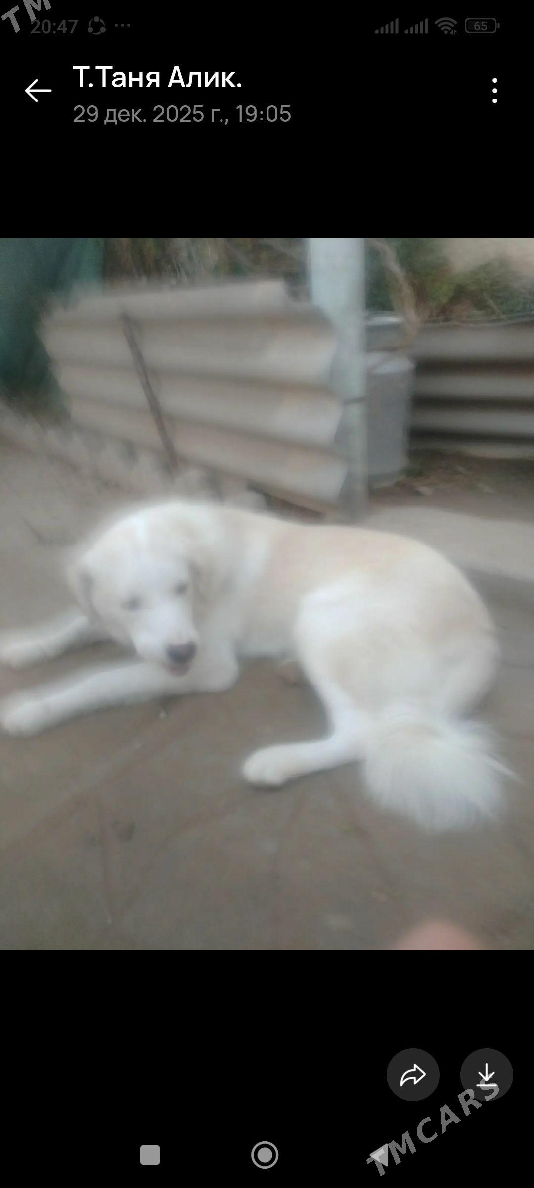 собака - Aşgabat - img 1