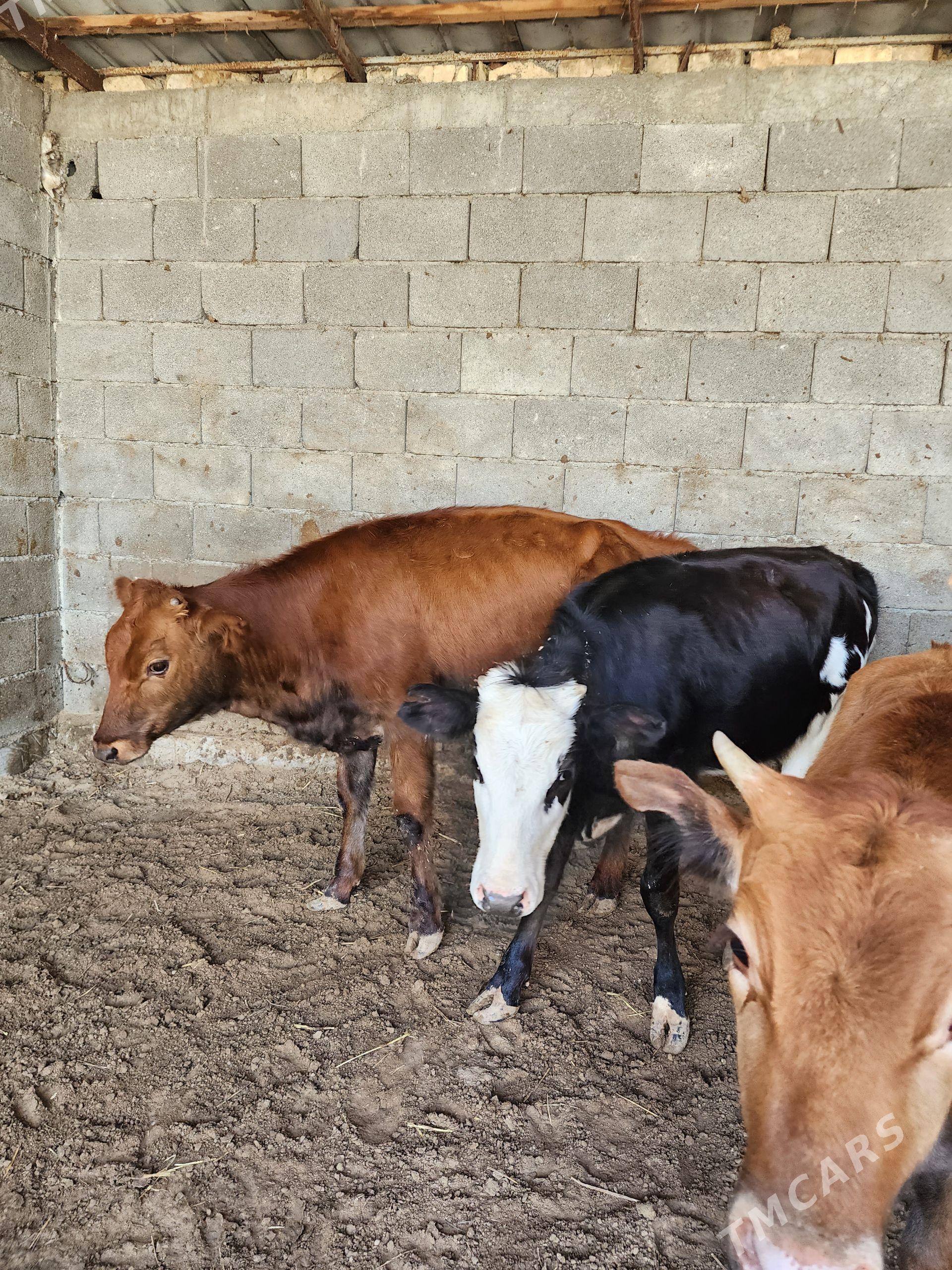 Tuwe - Ашхабад - img 1