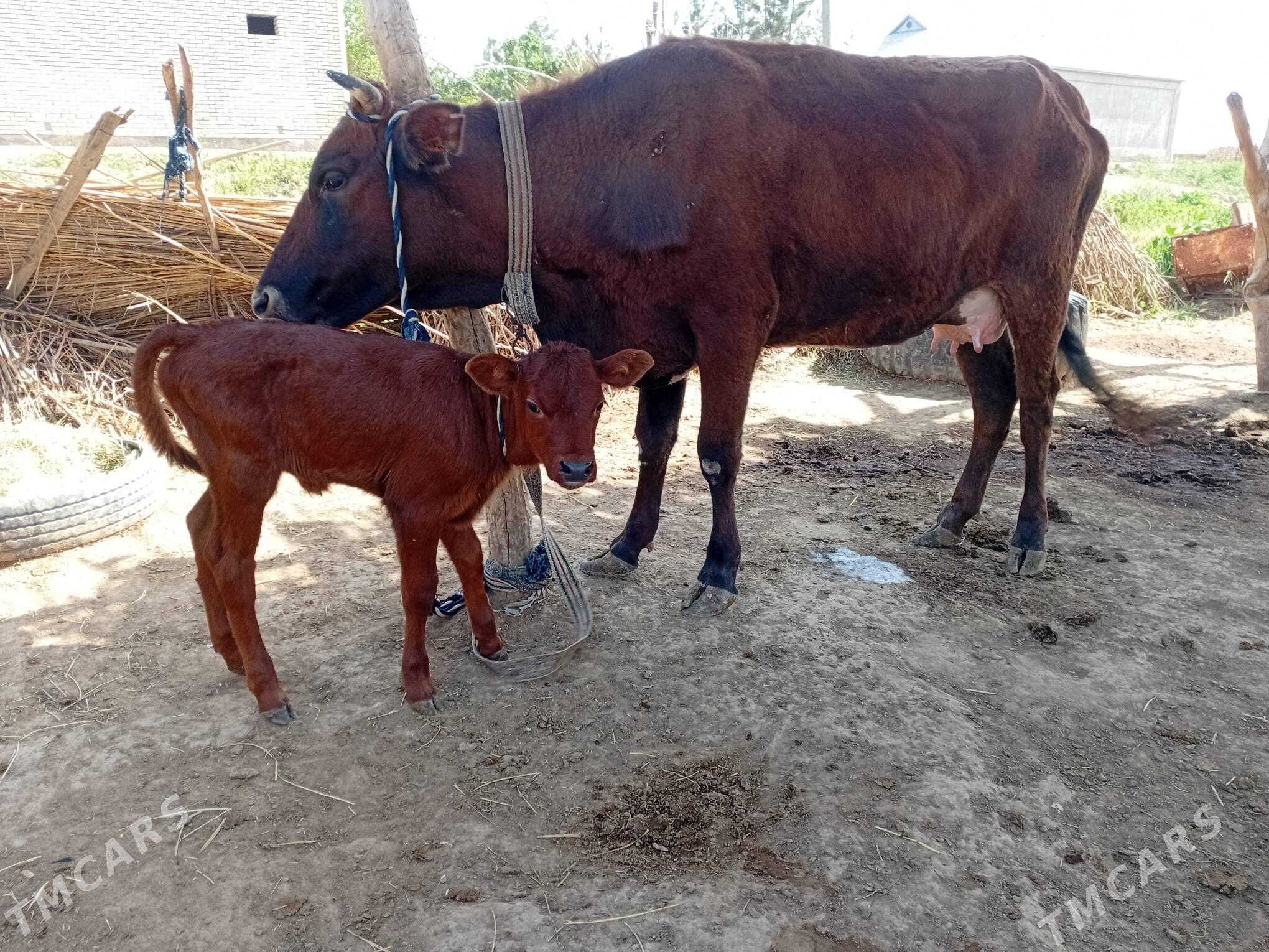Goleli sygyr - Байрамали - img 1