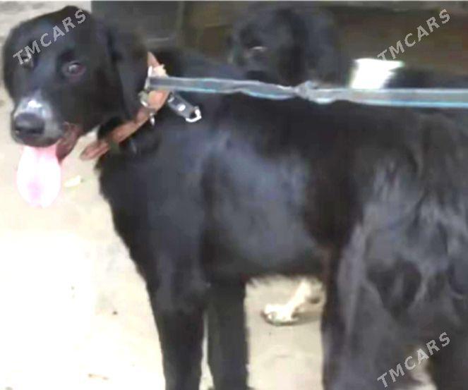 собака - Aşgabat - img 1