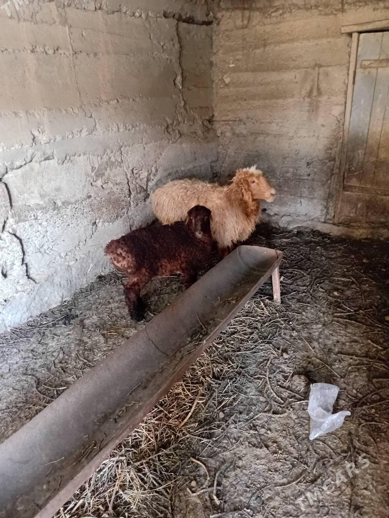 Goýun - Гызыларбат - img 1