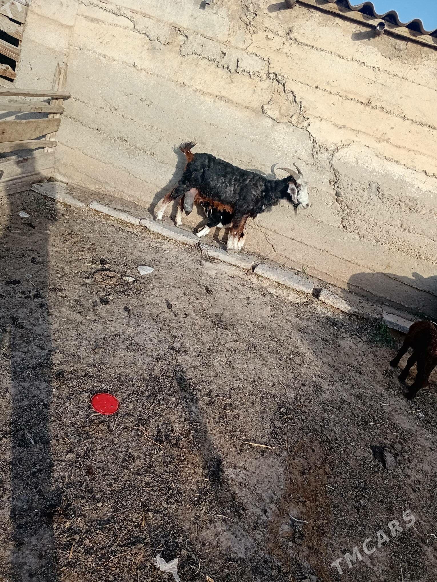 geçi - Гызыларбат - img 1