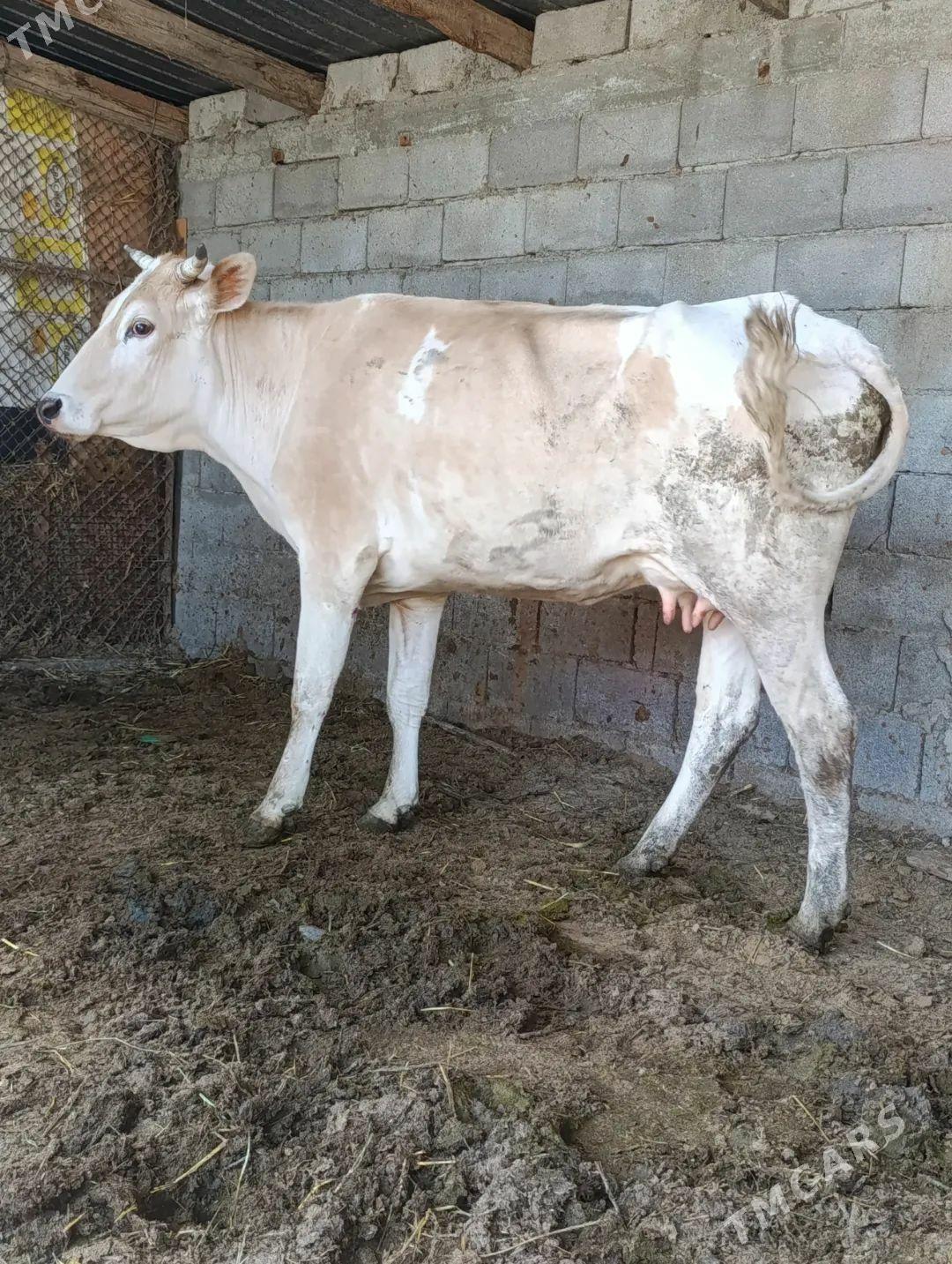 SAGYLÝAN SYGYR - Gökdepe - img 1