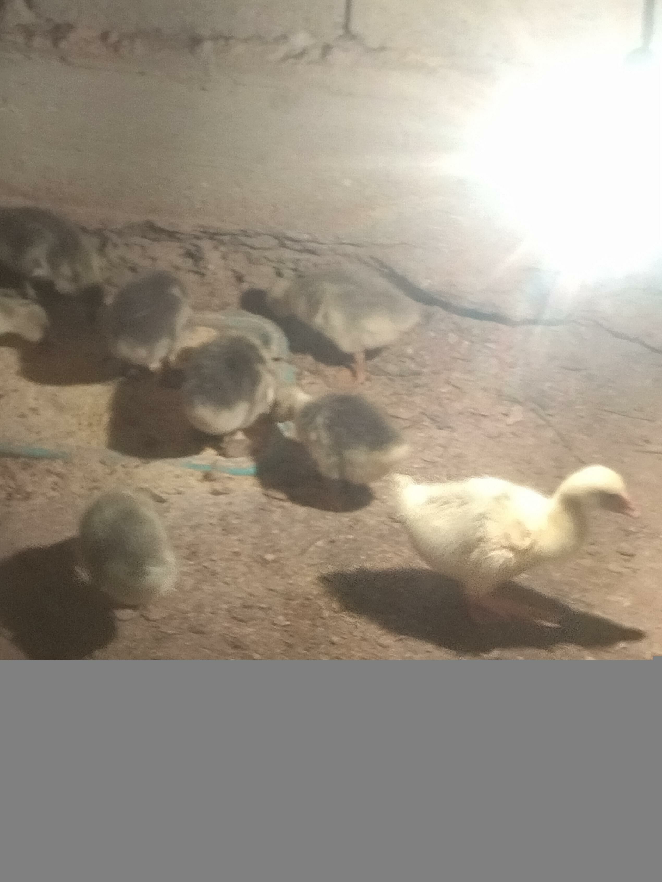 Guwa gaz Guss juyje - Балканабат - img 1