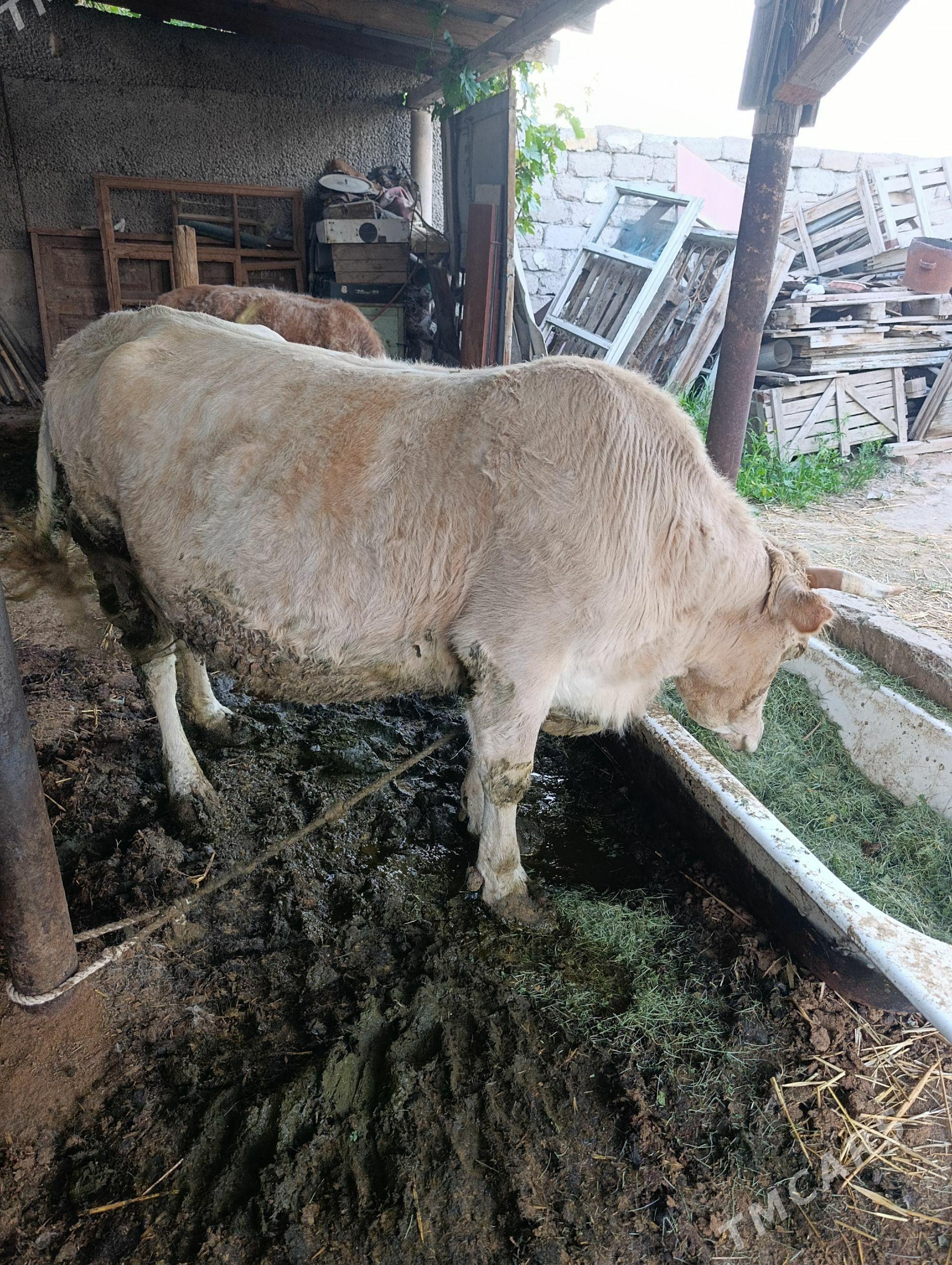 goleli sygyr - Ашхабад - img 1