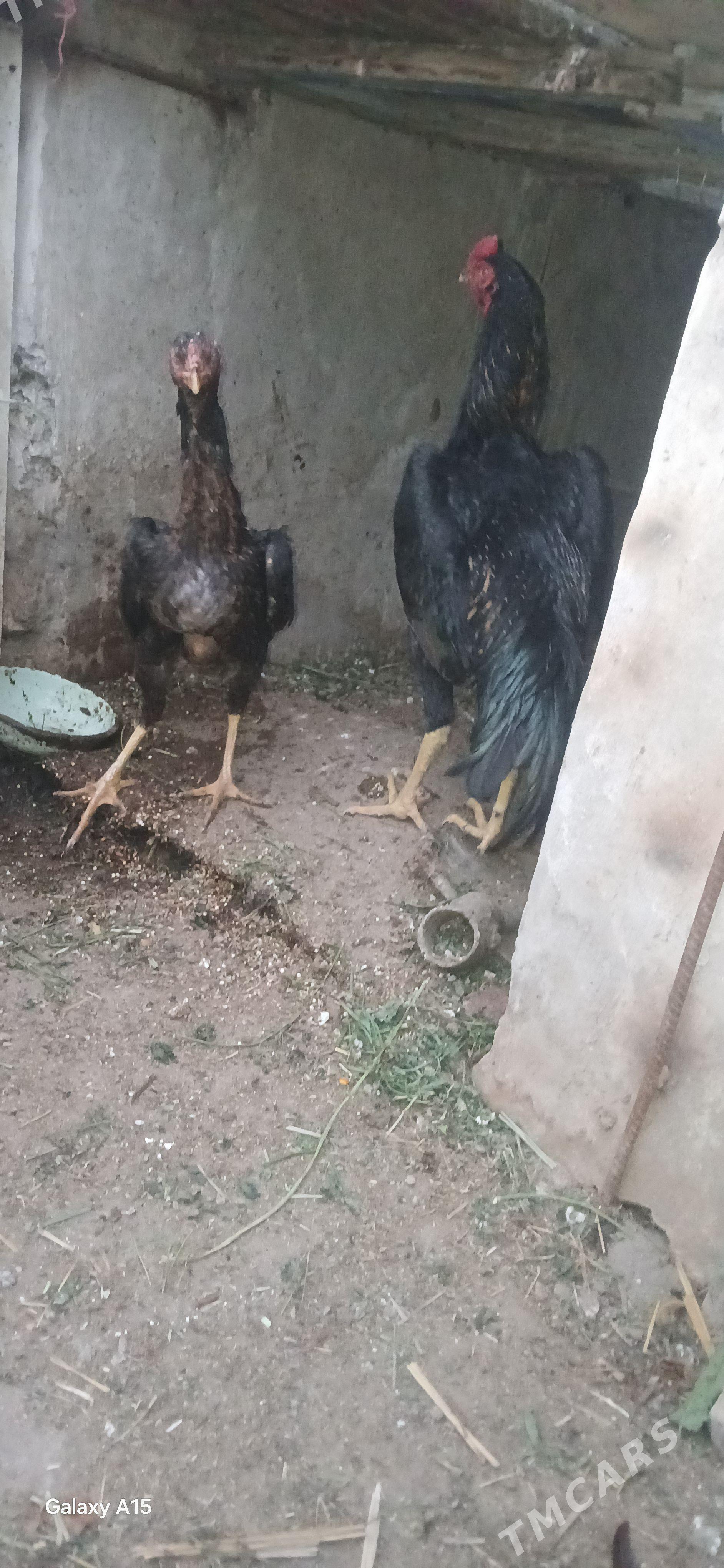 хоразлар - Туркменабат - img 1