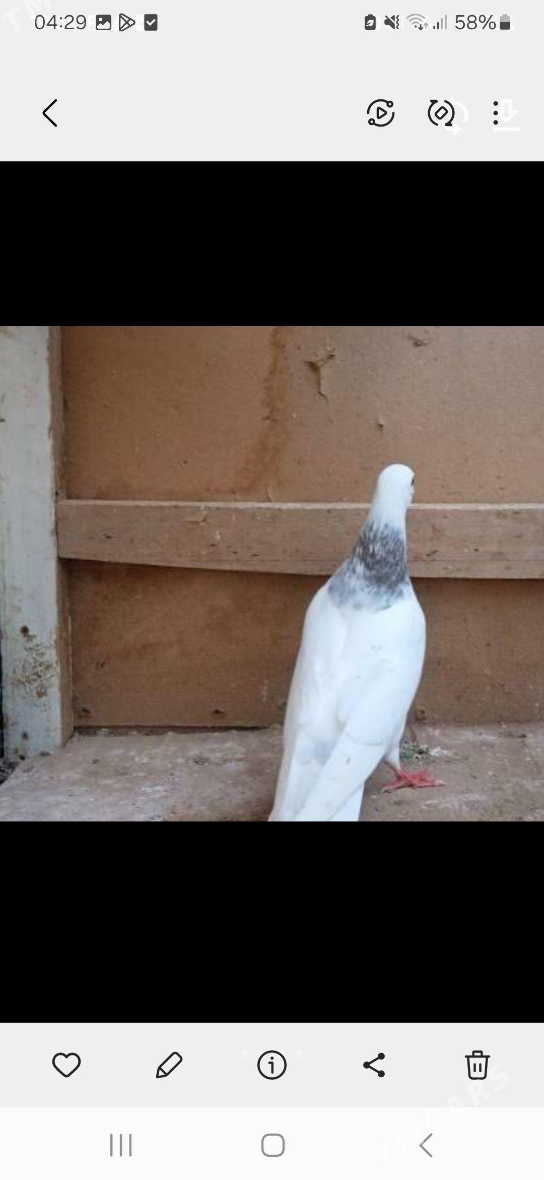 Kepderi - Aşgabat - img 1