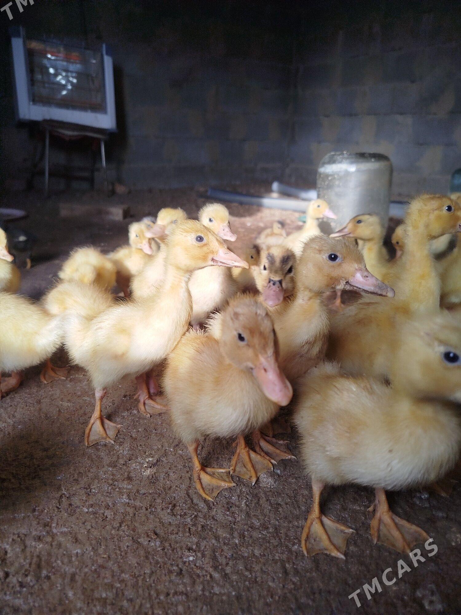 ördek juyjeler - Гёкдепе - img 1