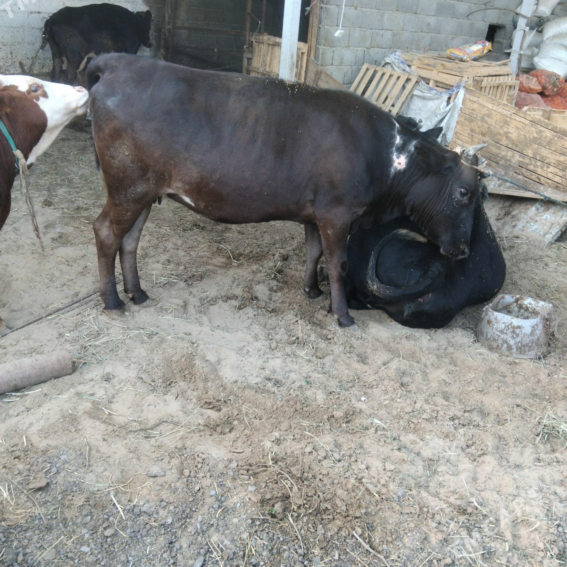 Bakylan.aynBakylan sygyr - Гёкдепе - img 1