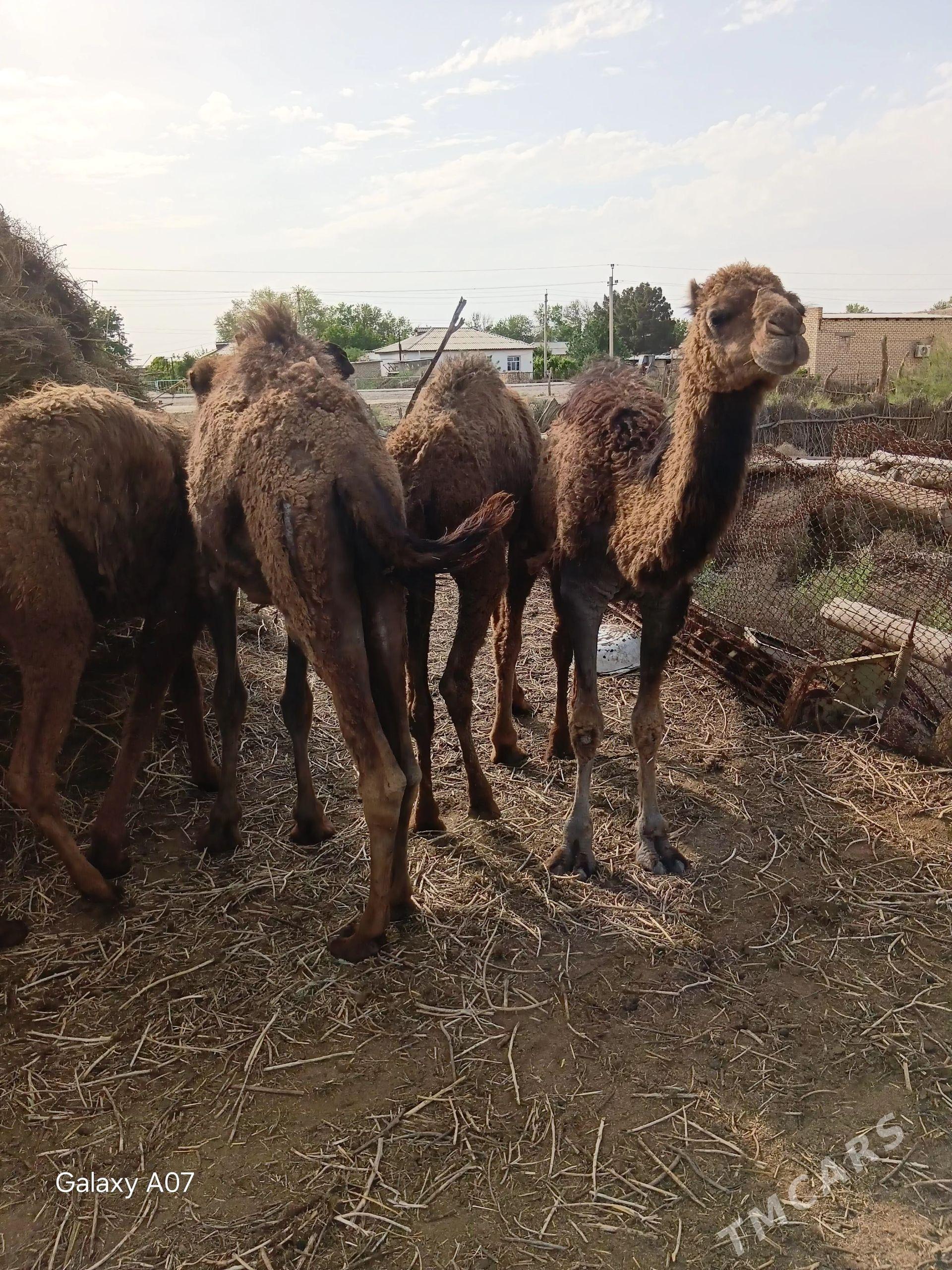 ogŝyk - Бабадайхан - img 1