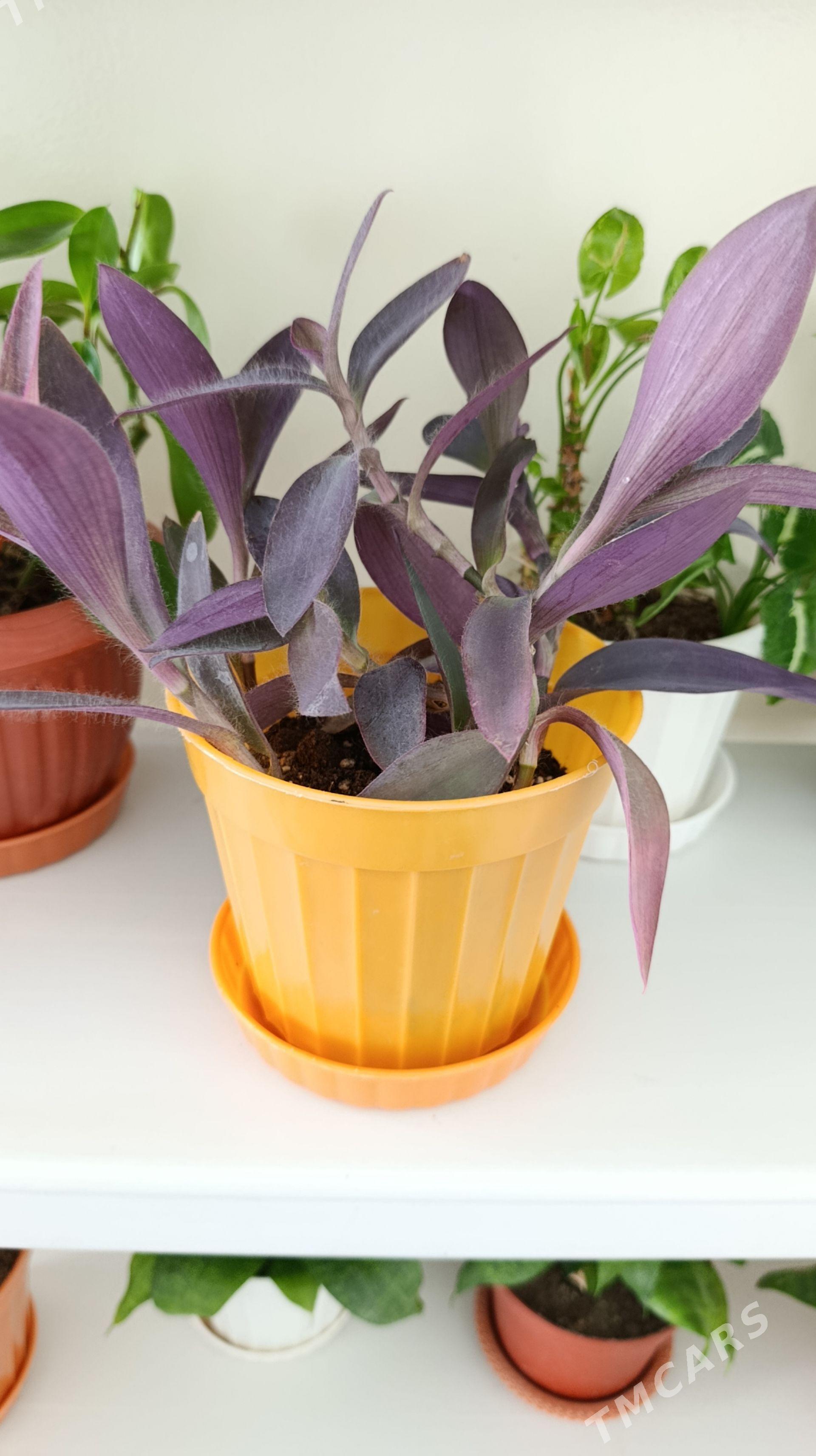 otag gülleri - Гуртли - img 1