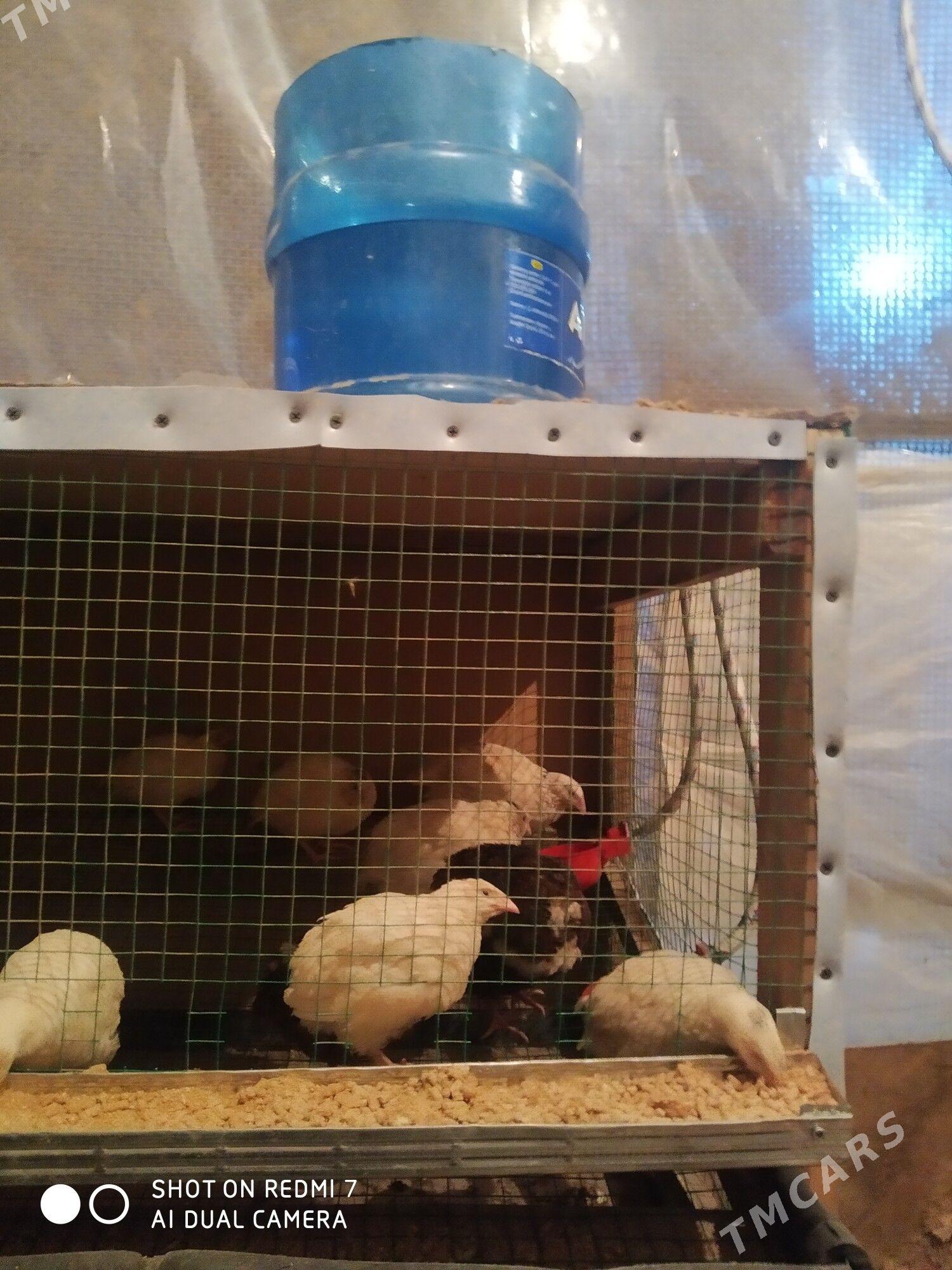 Bedene ketek - Büzmeýin - img 1