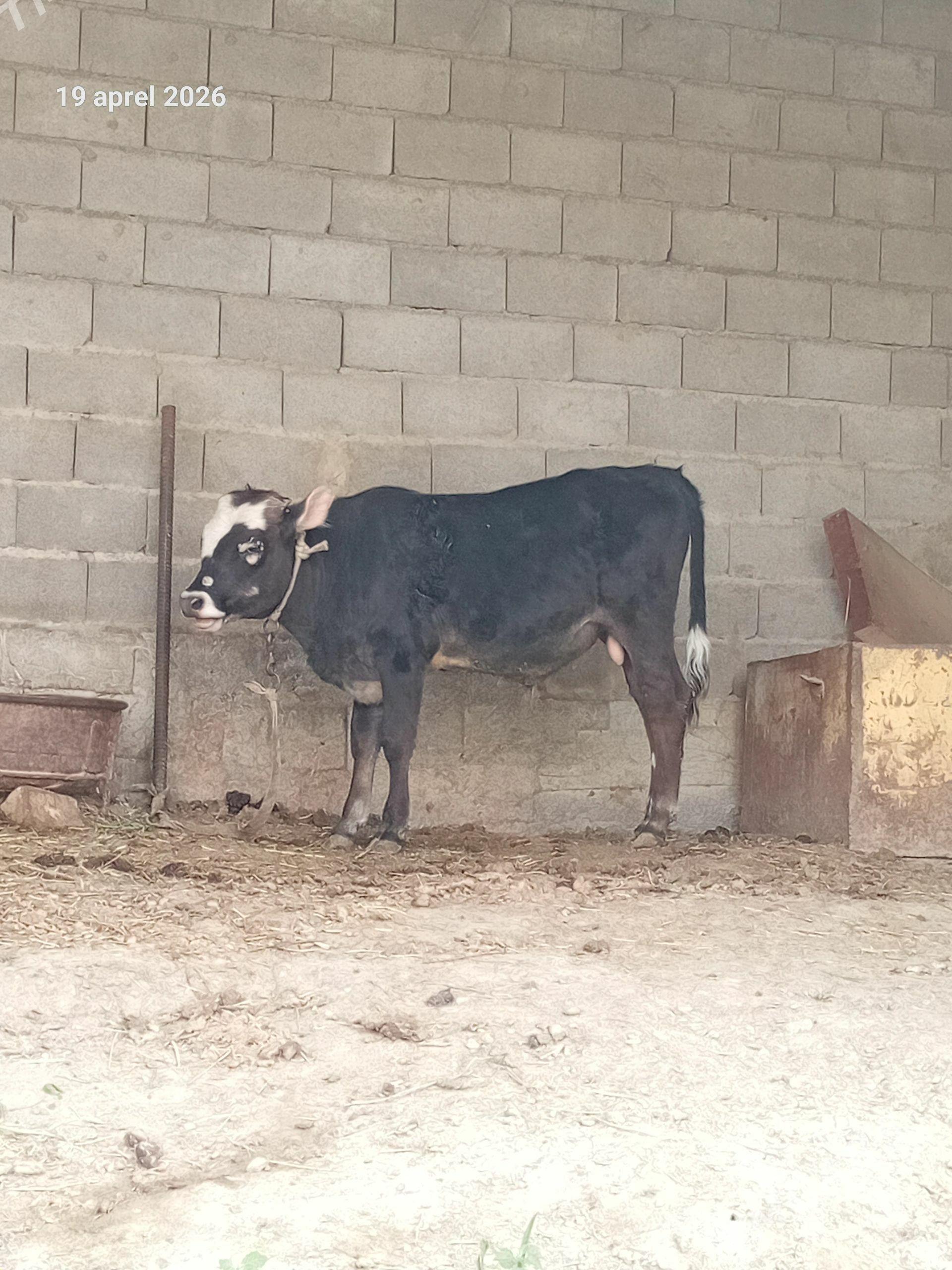 okuz - Bäherden - img 1