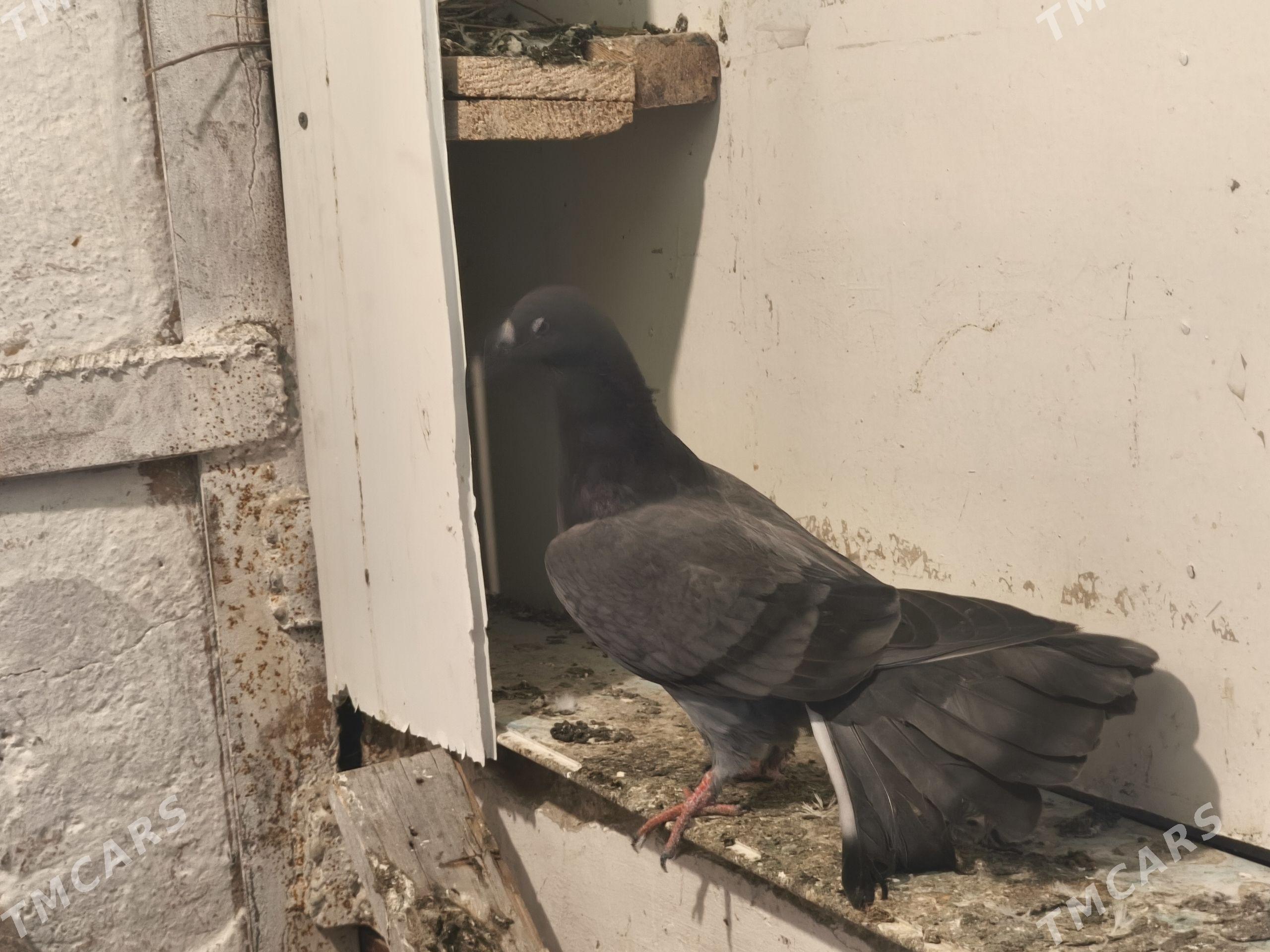 kepderi - Ашхабад - img 1