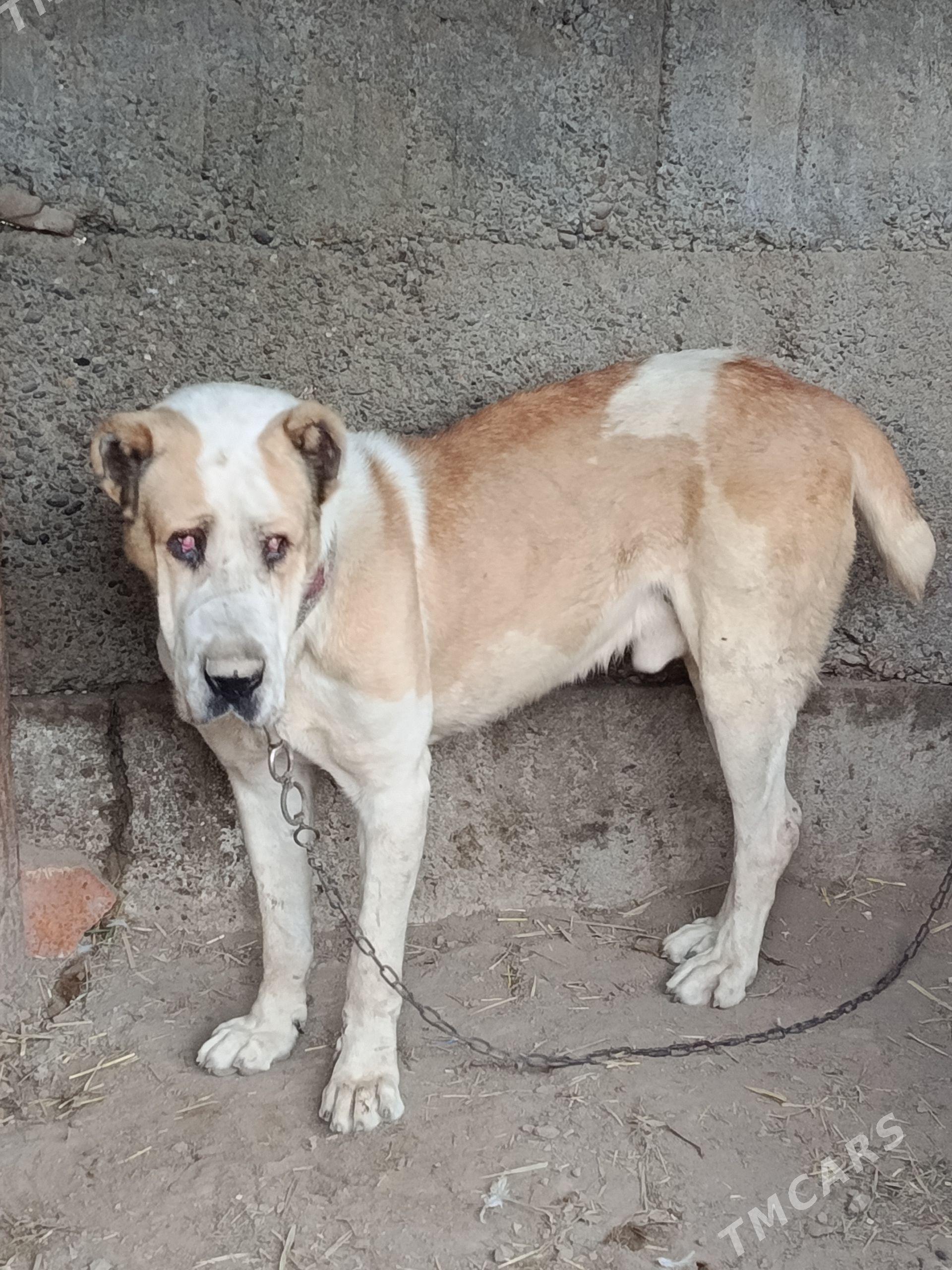 it - Гёкдже - img 1