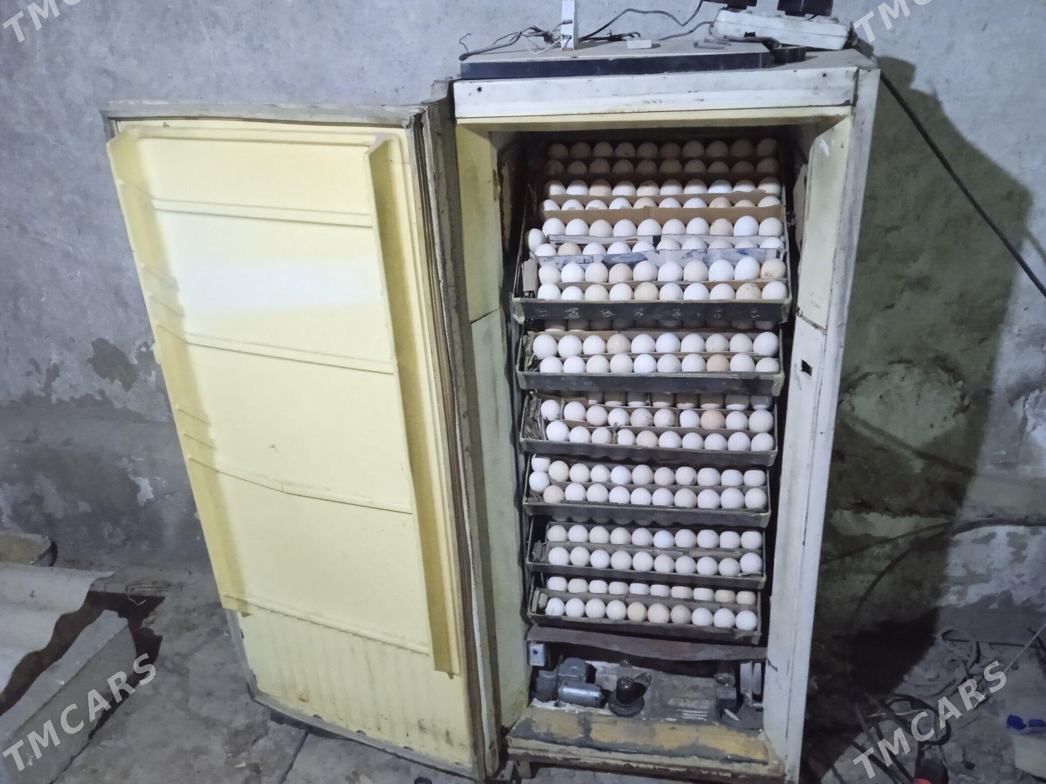 inoubator. inkobatot - Бахарден - img 1