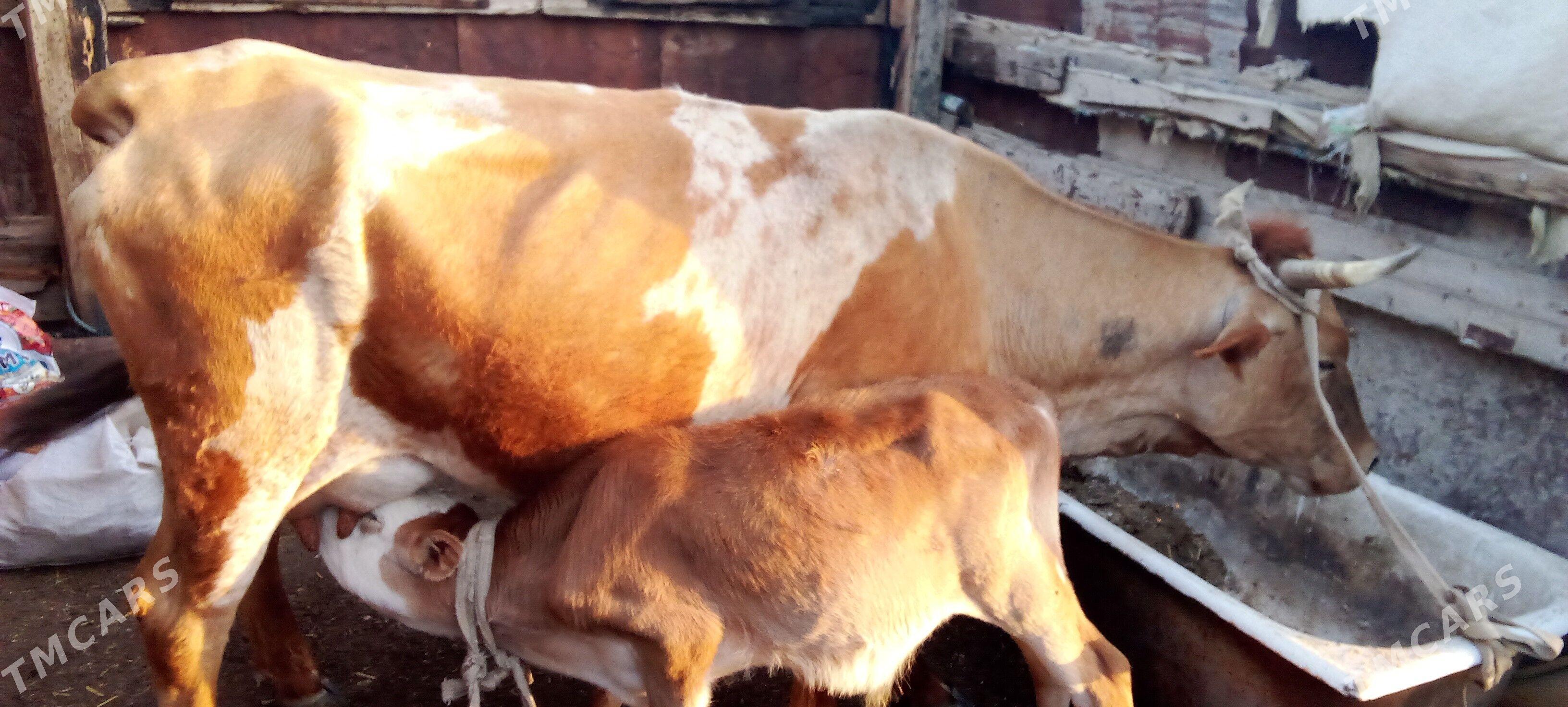 goleli sygyr - Джебел - img 1