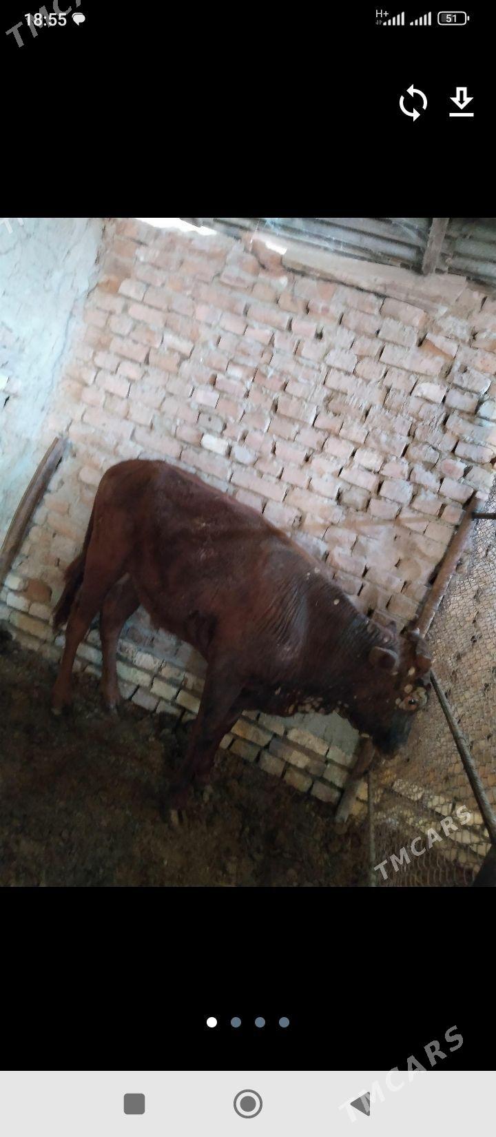 ökuz - Мары - img 1