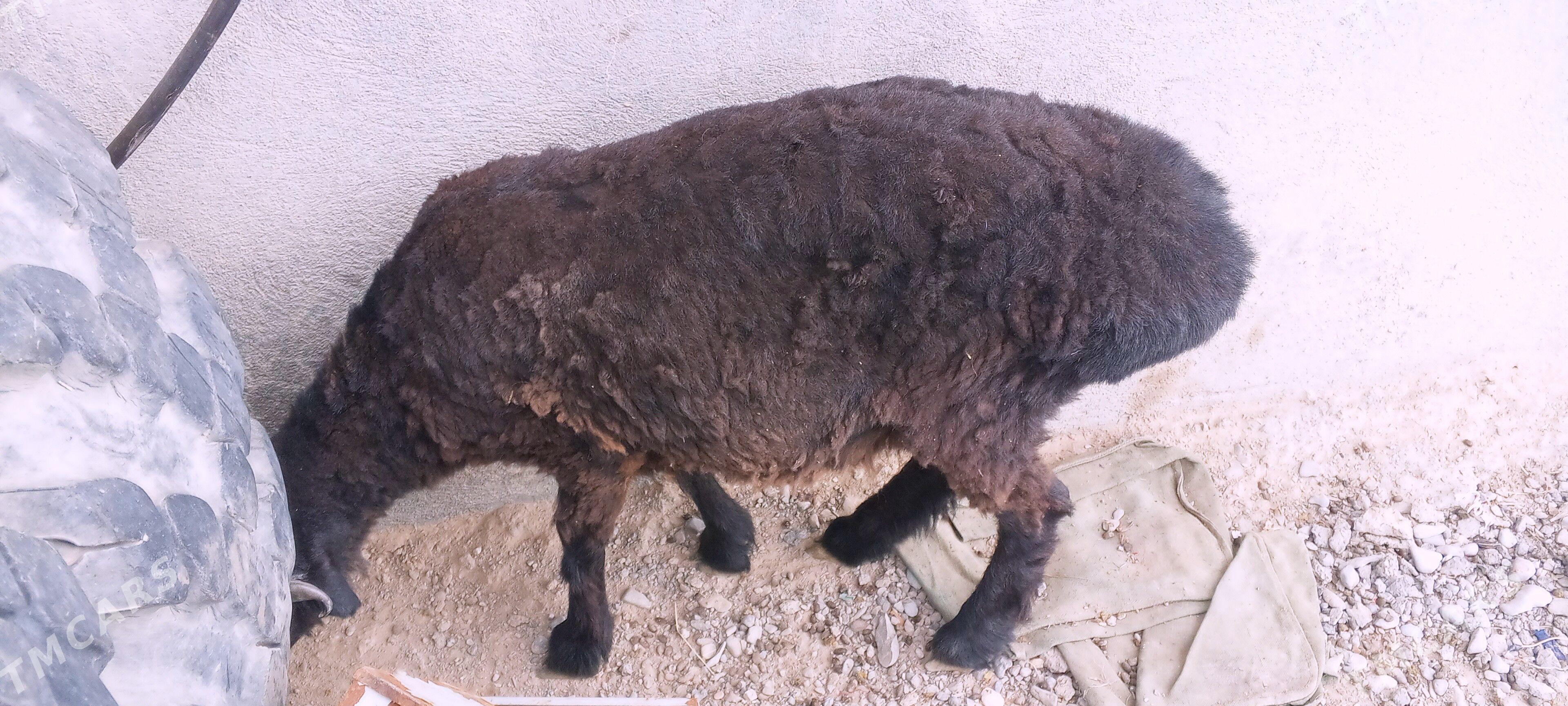 Goyun - Gökdepe - img 1