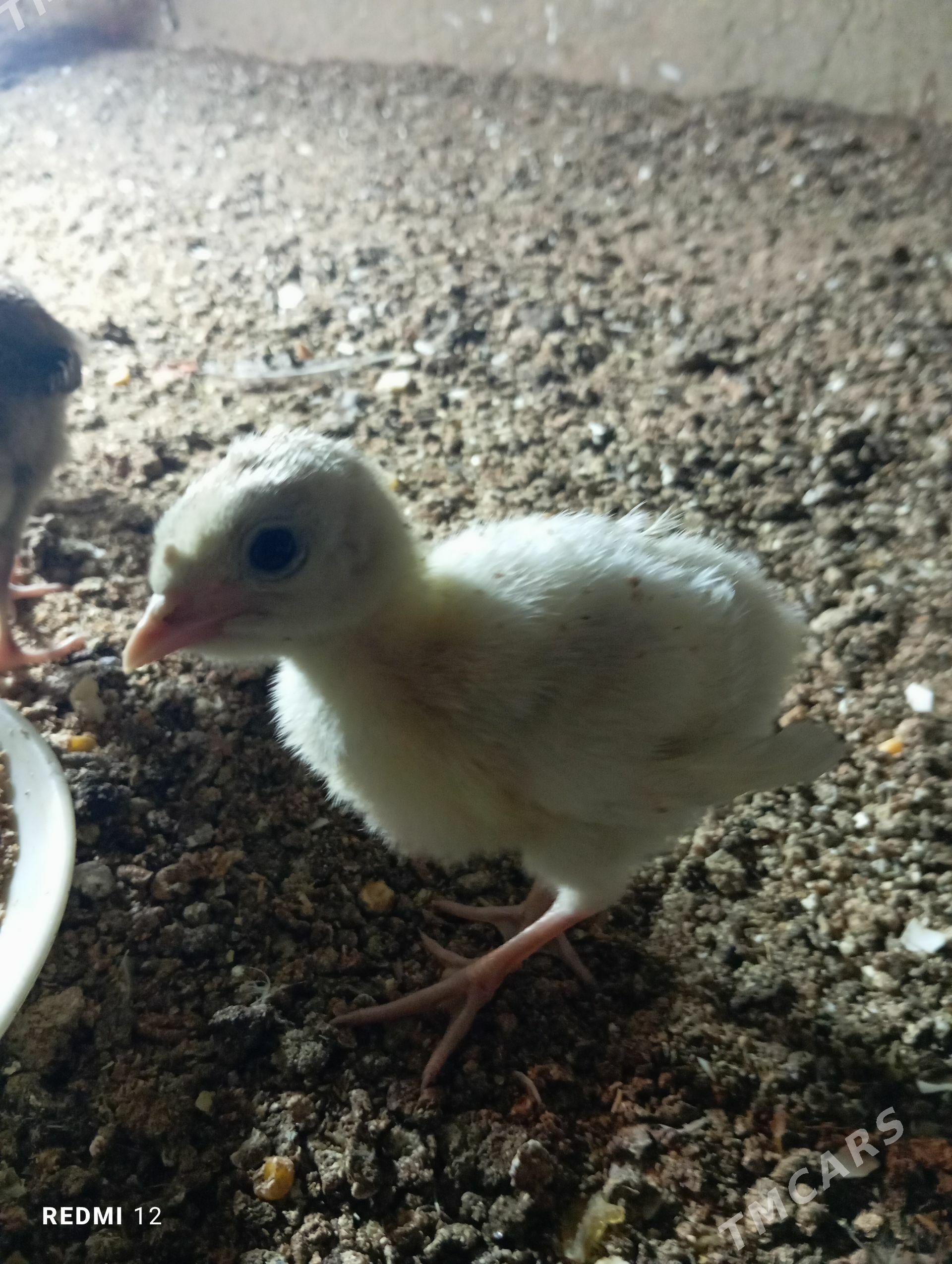 İnduk juje - Мары - img 1