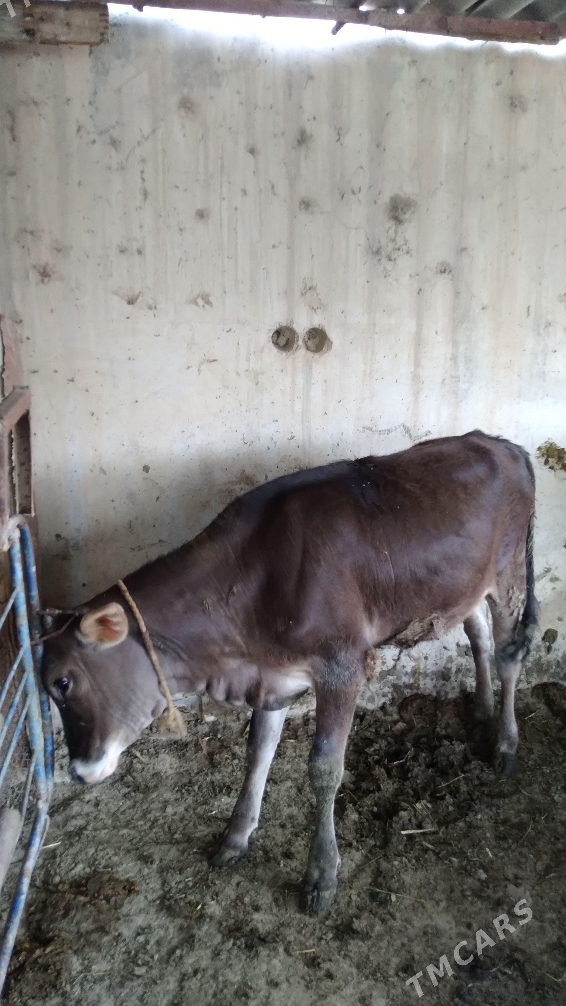 tohum tuweler - Гёкдепе - img 1