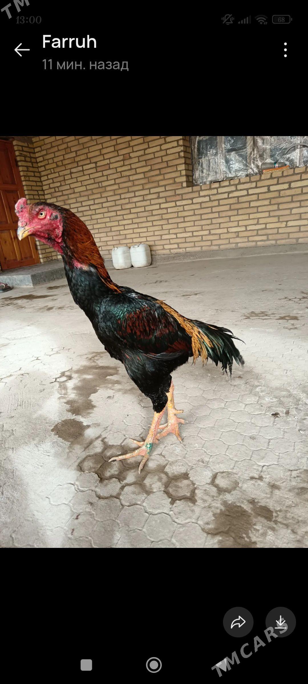 Horoz - Дарганата - img 1