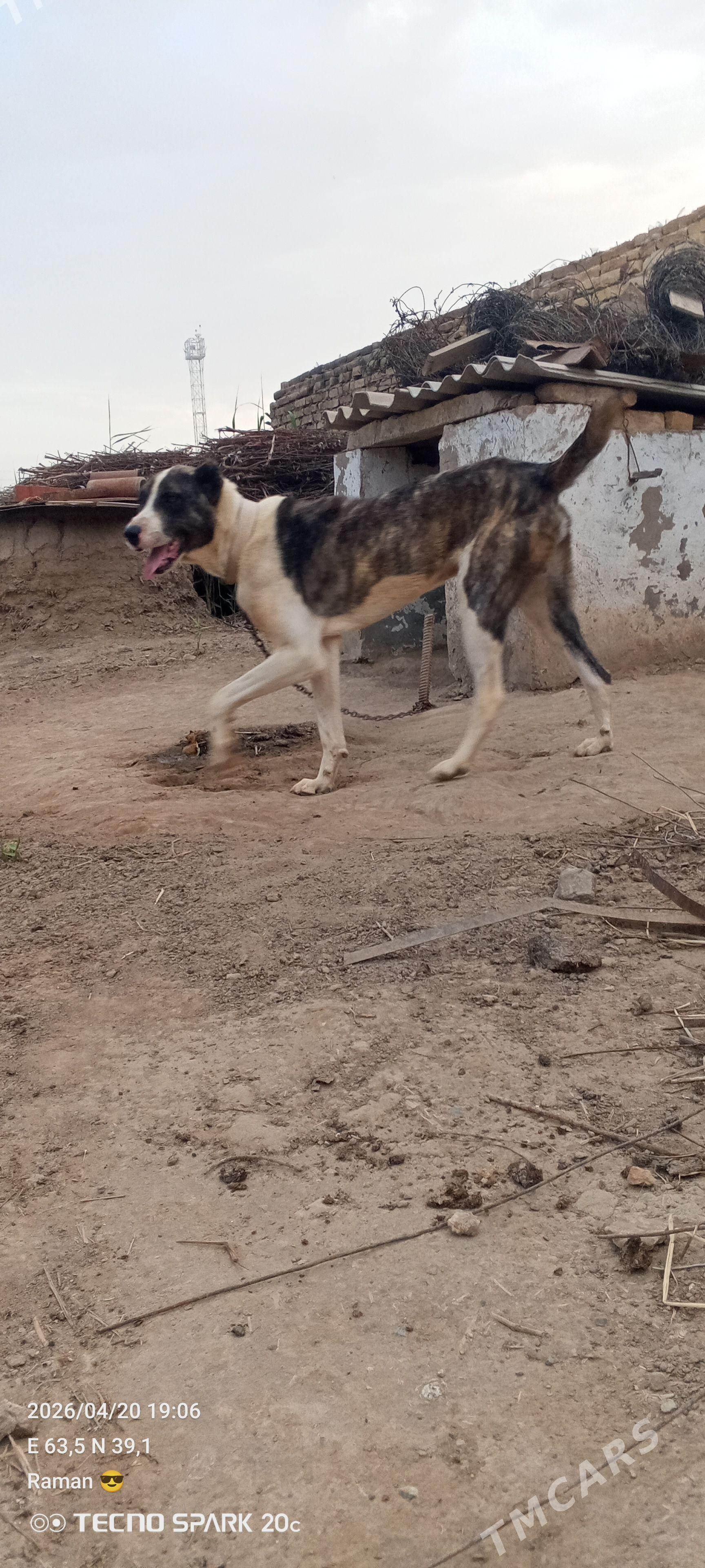 Собака алабай смешанный с волк - Туркменабат - img 1
