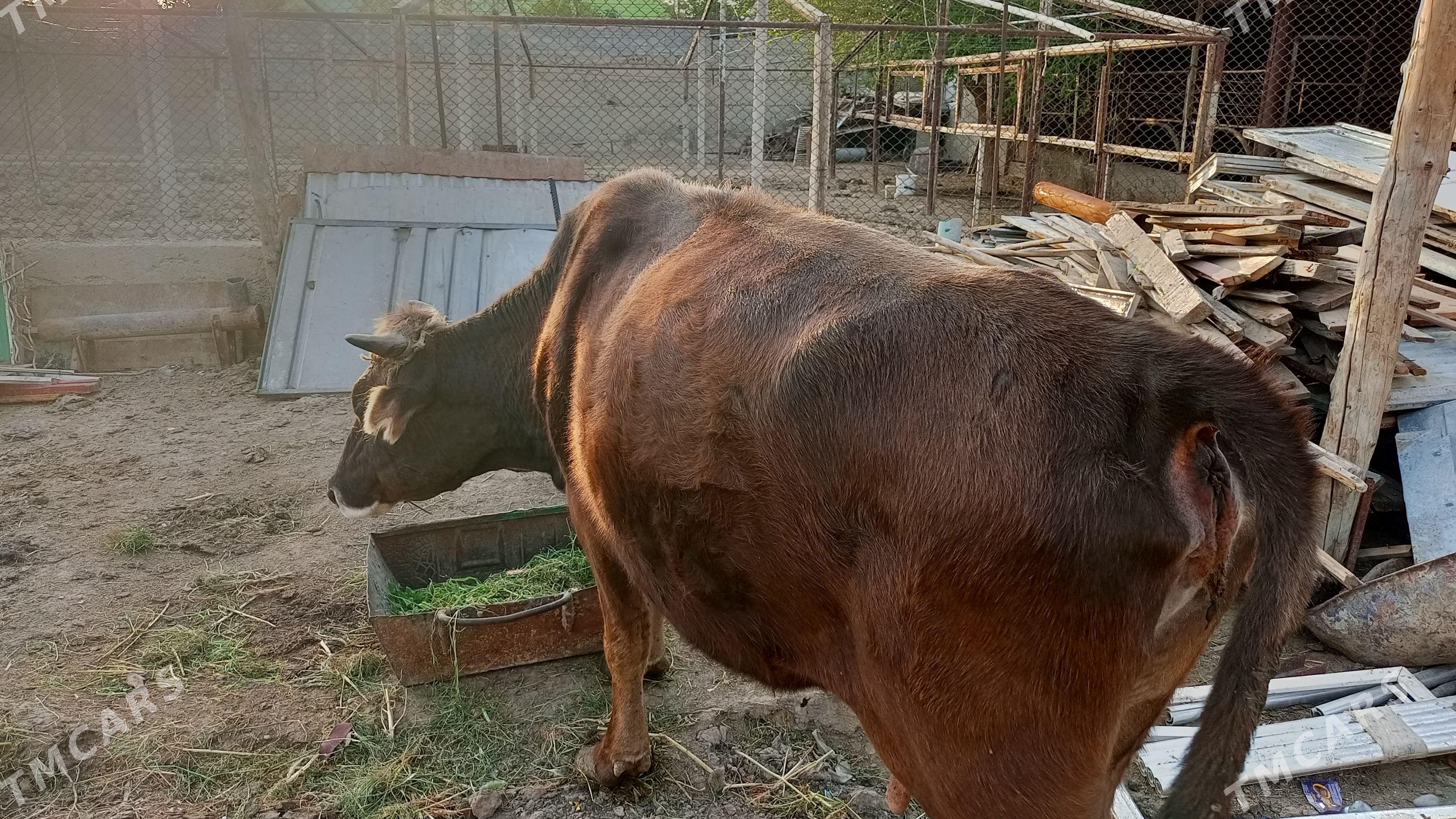 boğaz sygyr - Büzmeýin - img 1