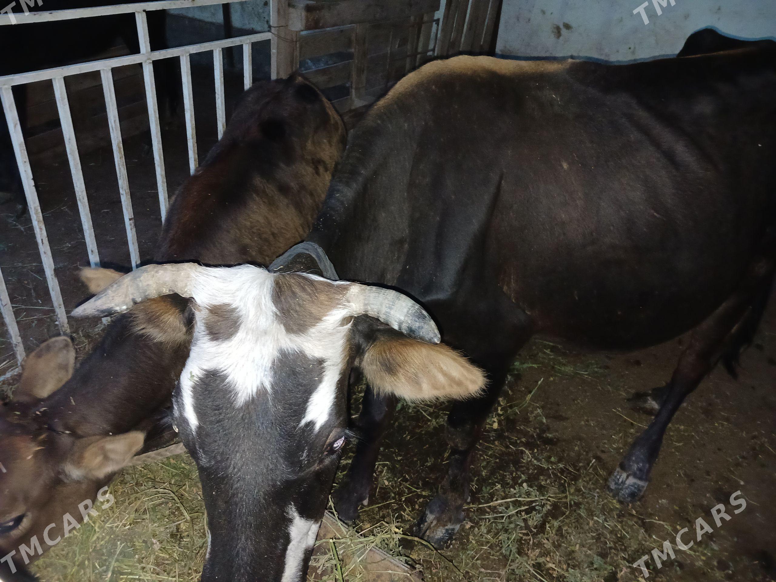 Sygyr - Tejen - img 1