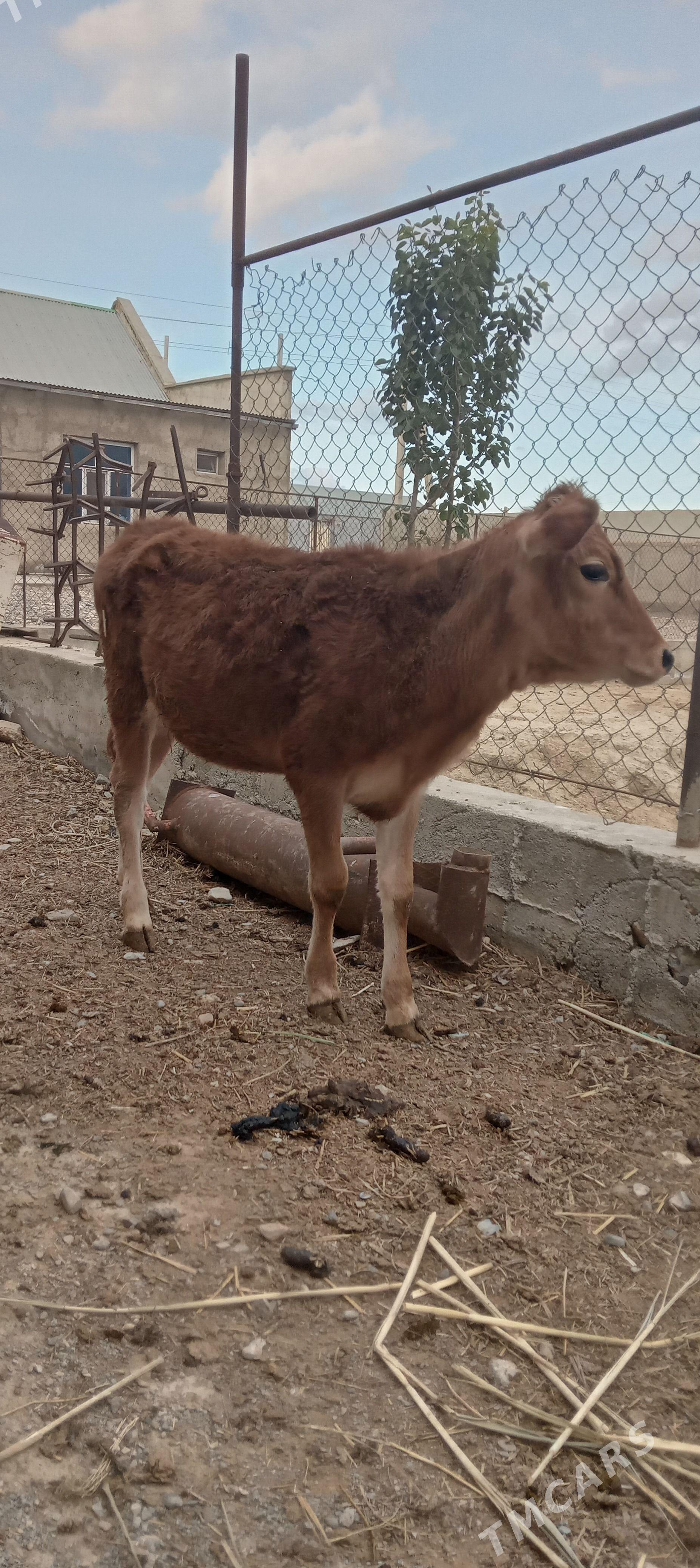 tuwe - Gyzylarbat - img 1