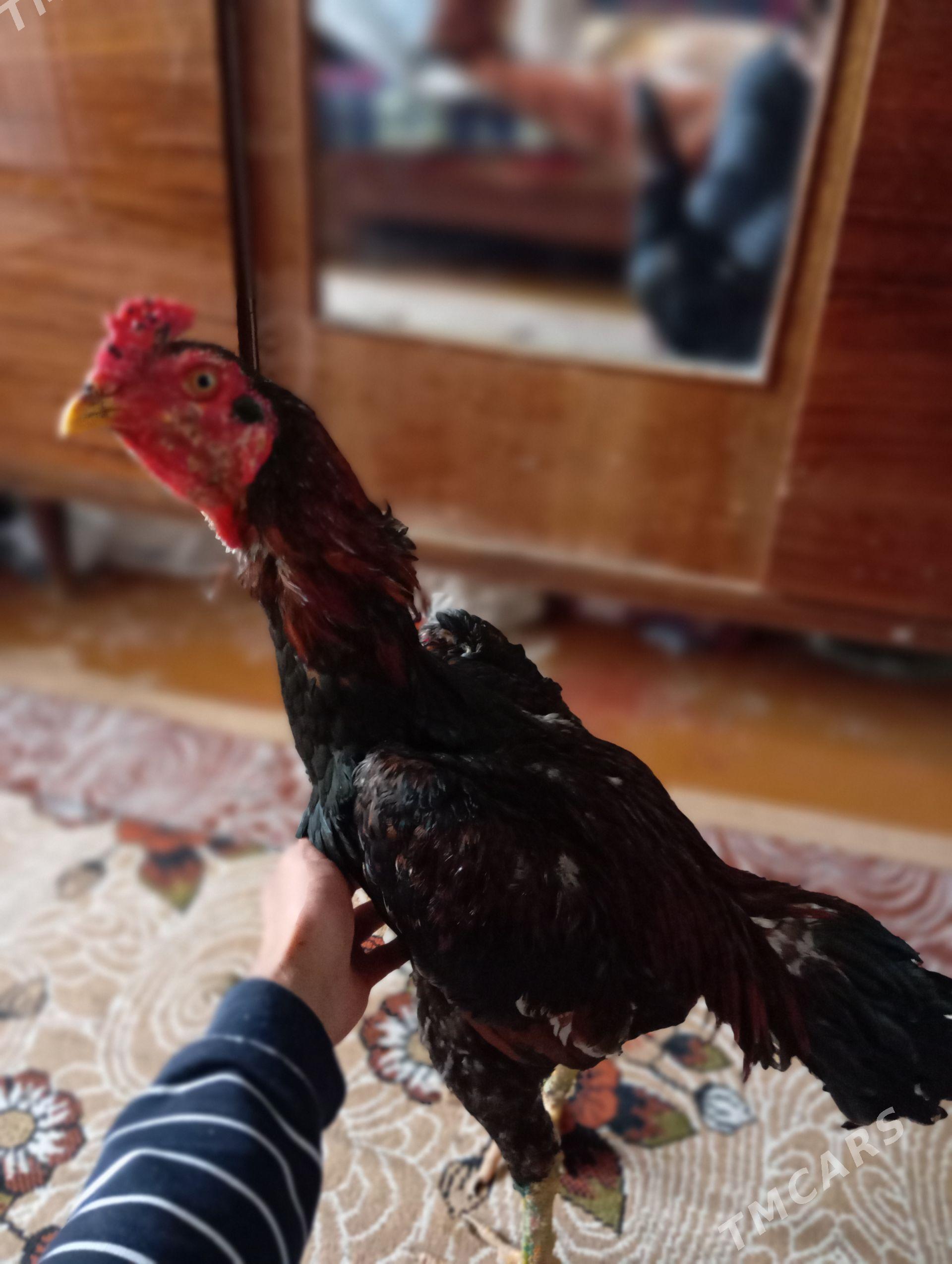 хораз - Туркменабат - img 1