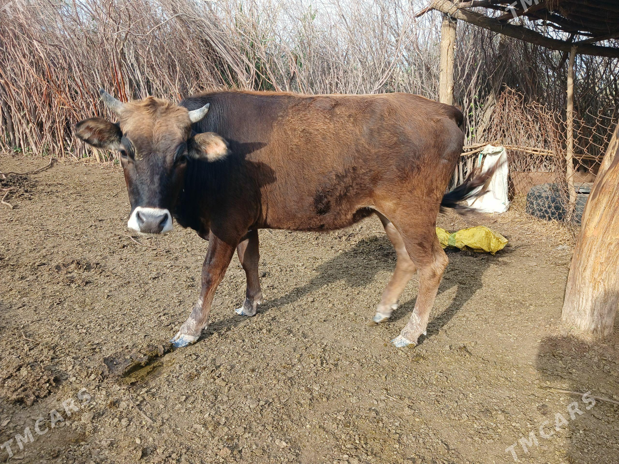 sygyr - Теджен - img 1