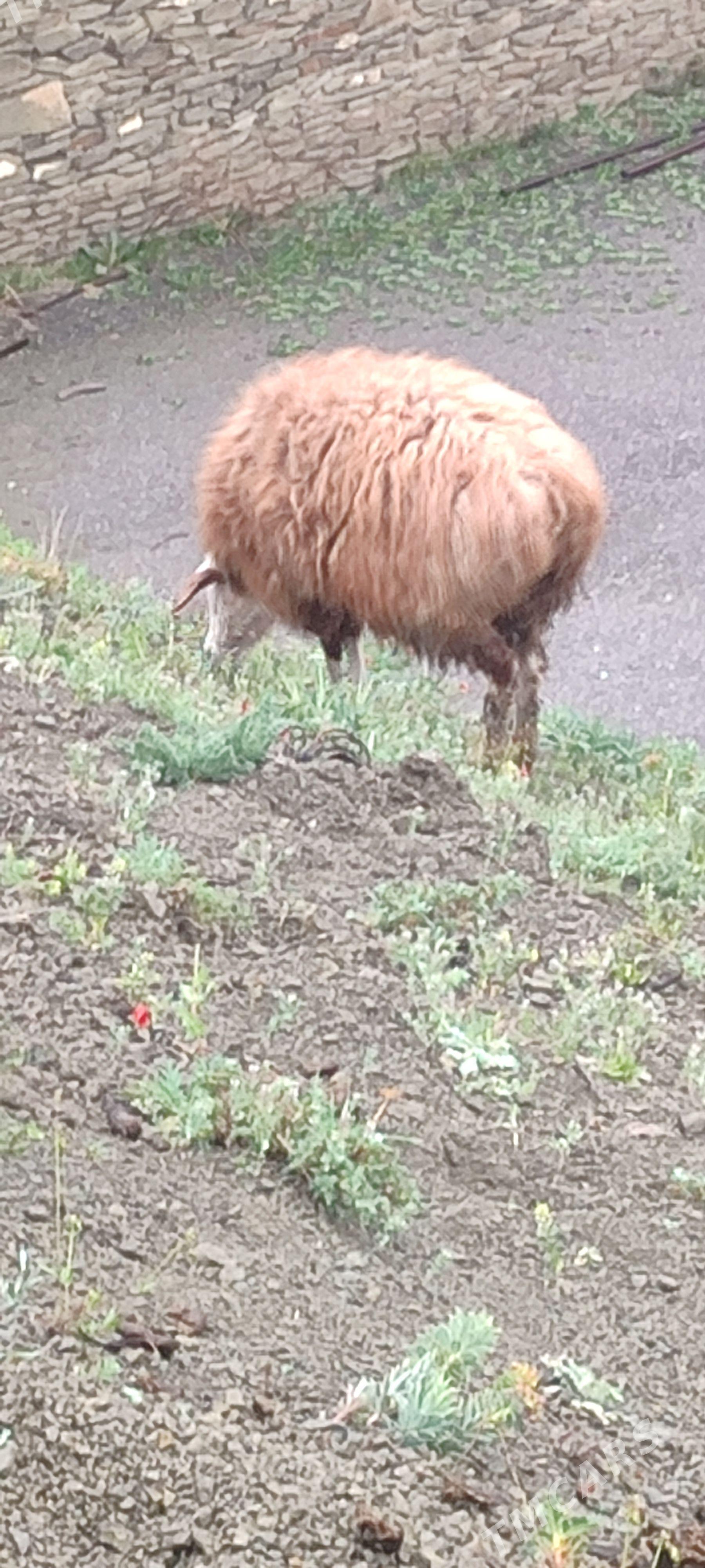 Goýun gysar - Bäherden - img 1