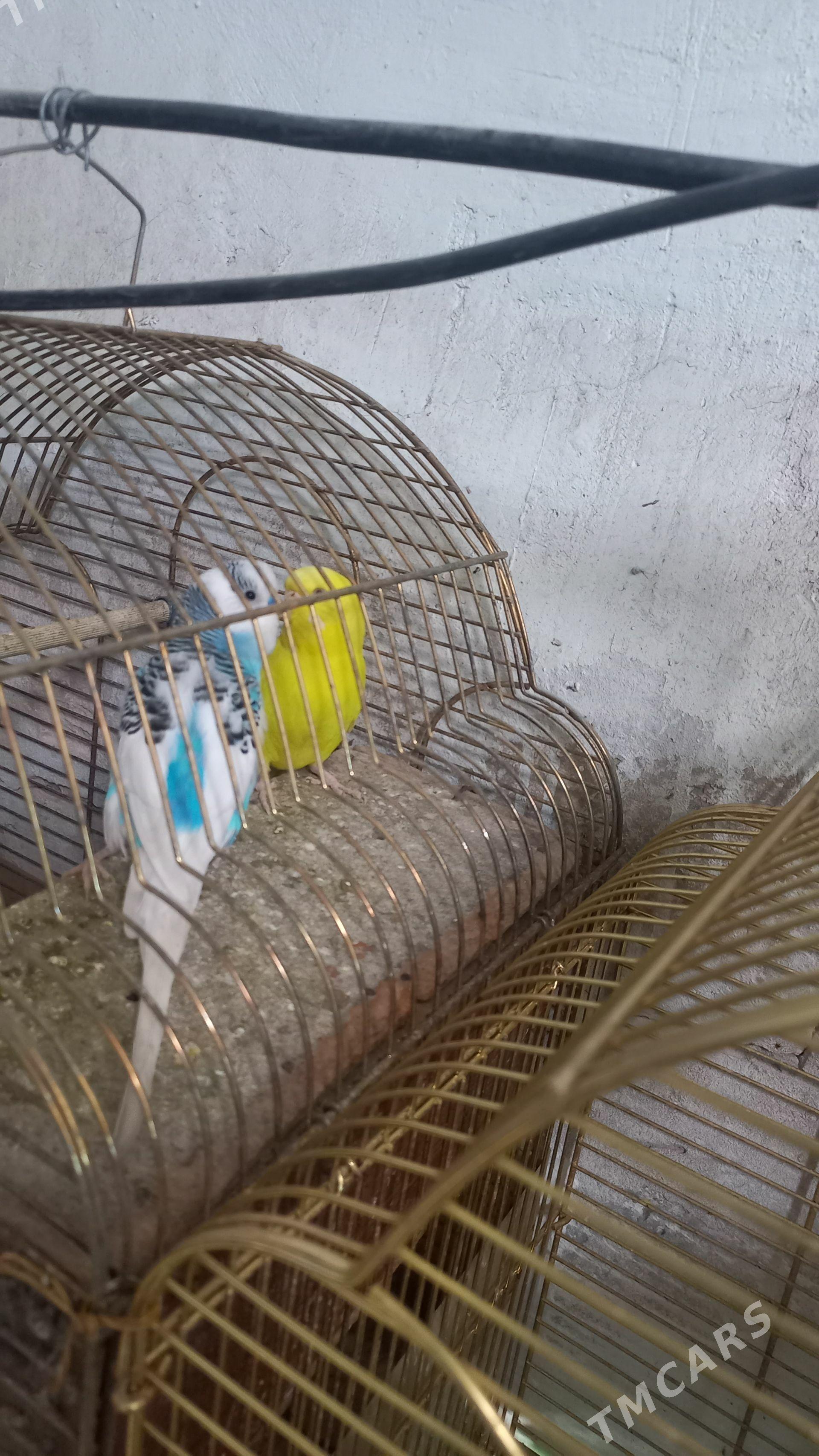 pabugay - Aşgabat - img 1