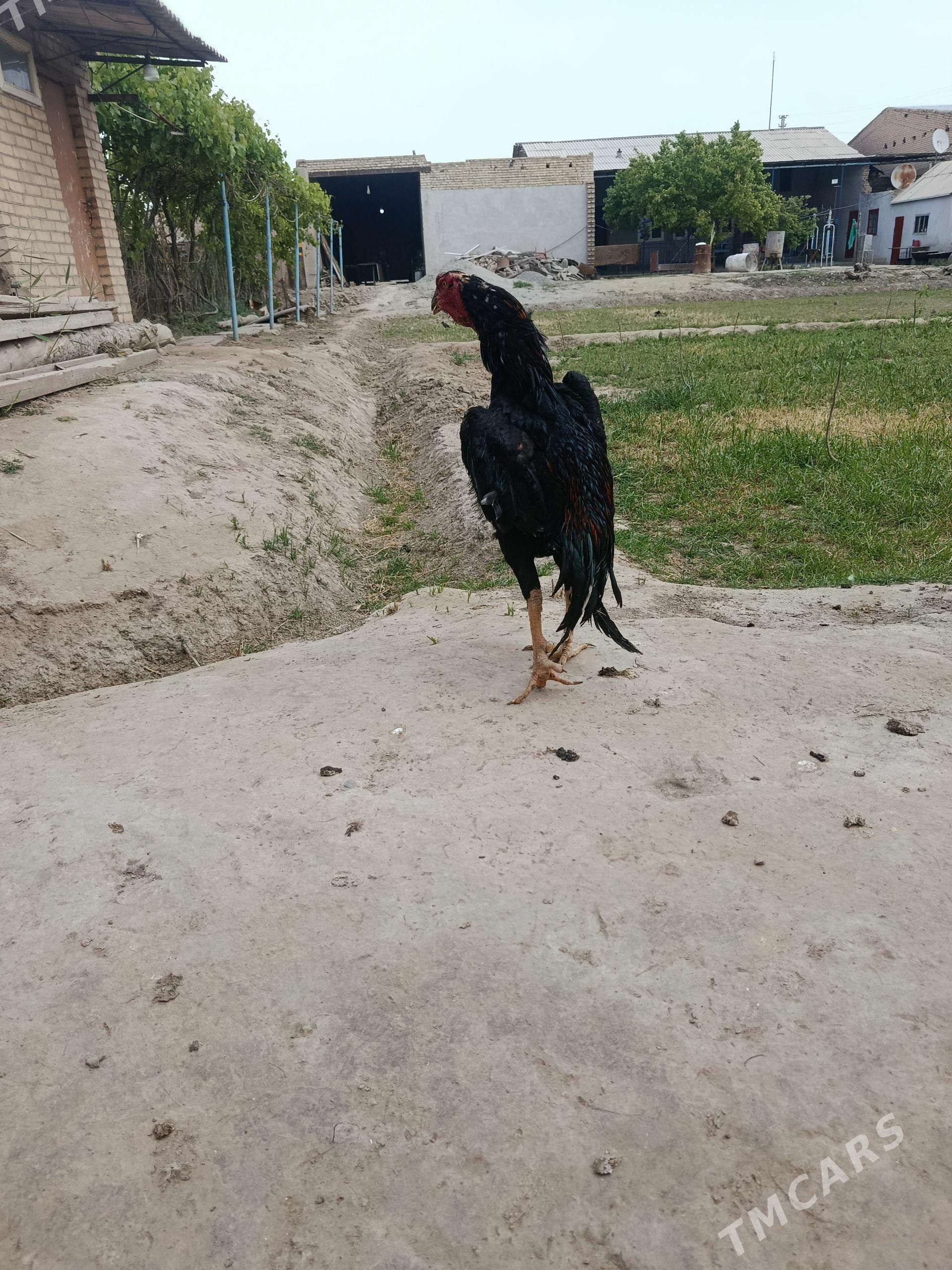 BAYES - Türkmenabat - img 1