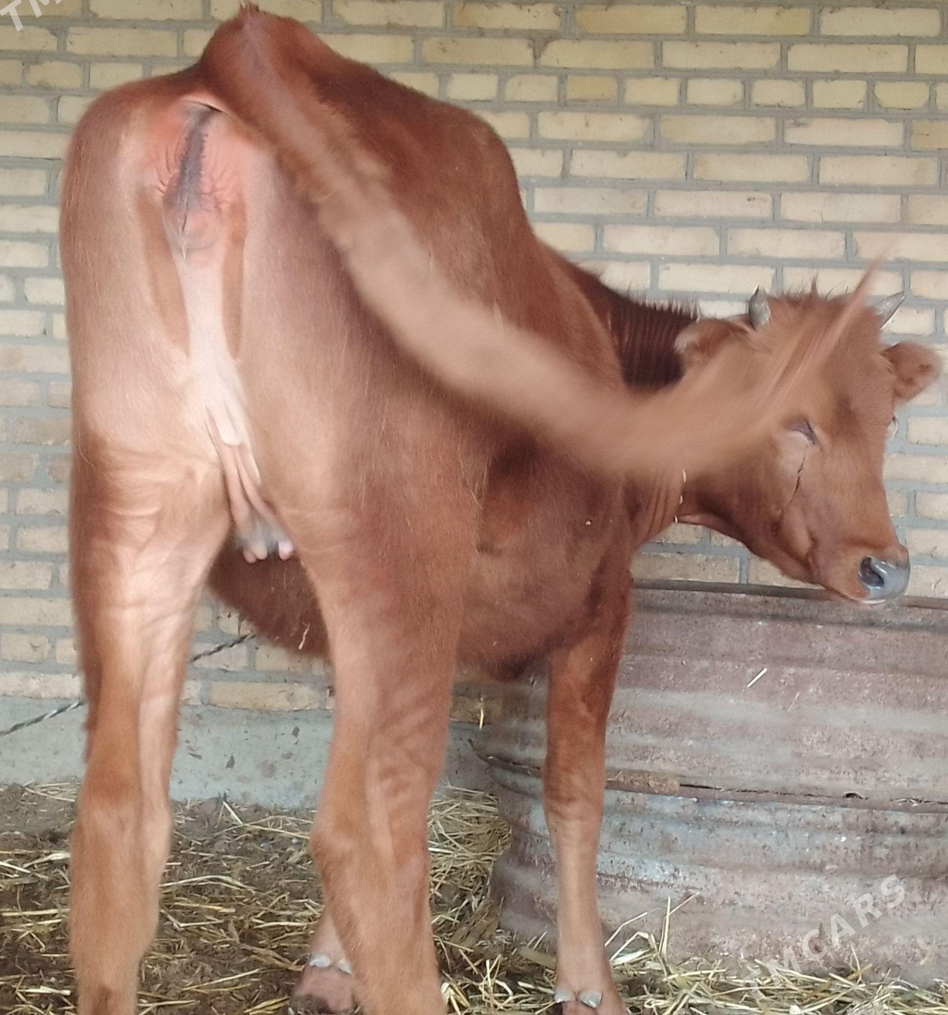 unajyn - Дянев - img 1